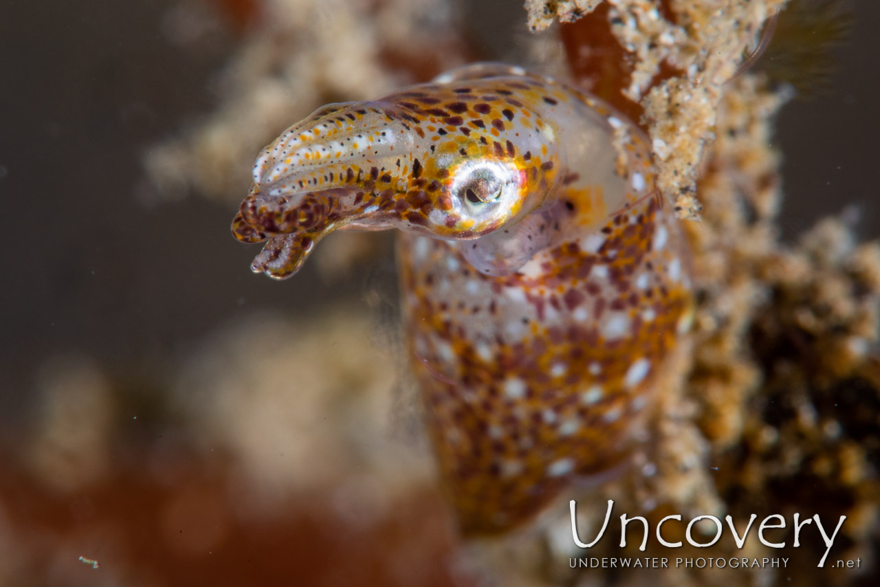 Pygmy Squid (idiosepius Paradoxus) shot in Indonesia|North Sulawesi|Lembeh Strait|Jahir 1