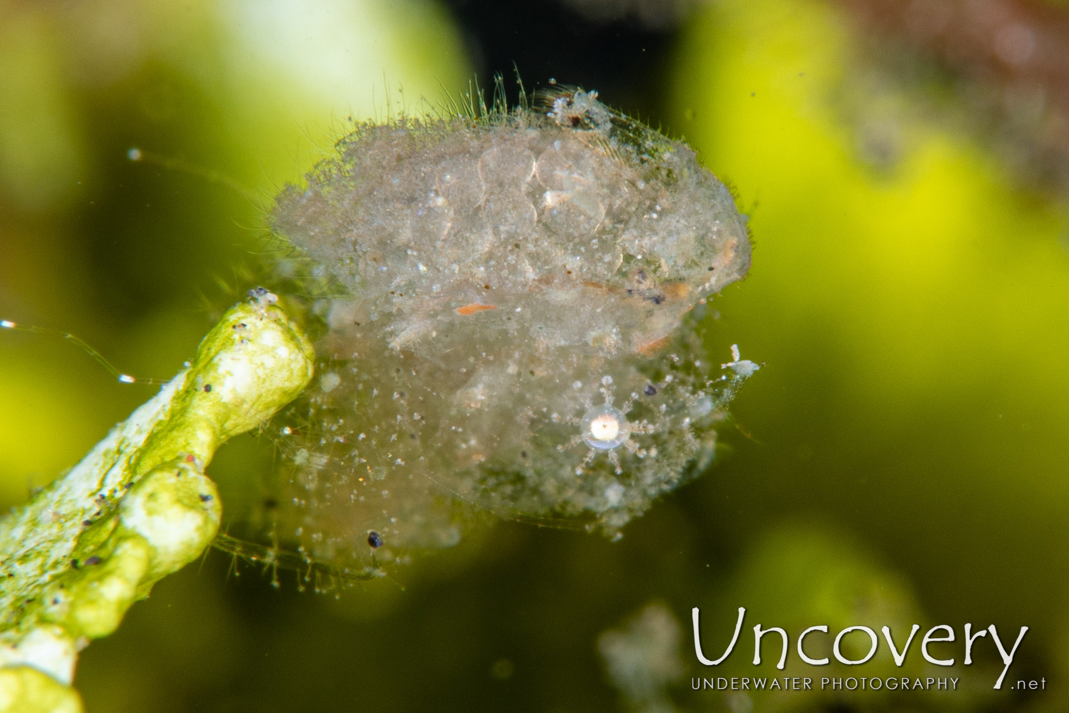 White Hairy Shrimp (phycocaris Cf. Simulans), photo taken in Indonesia, North Sulawesi, Lembeh Strait, Jahir 1