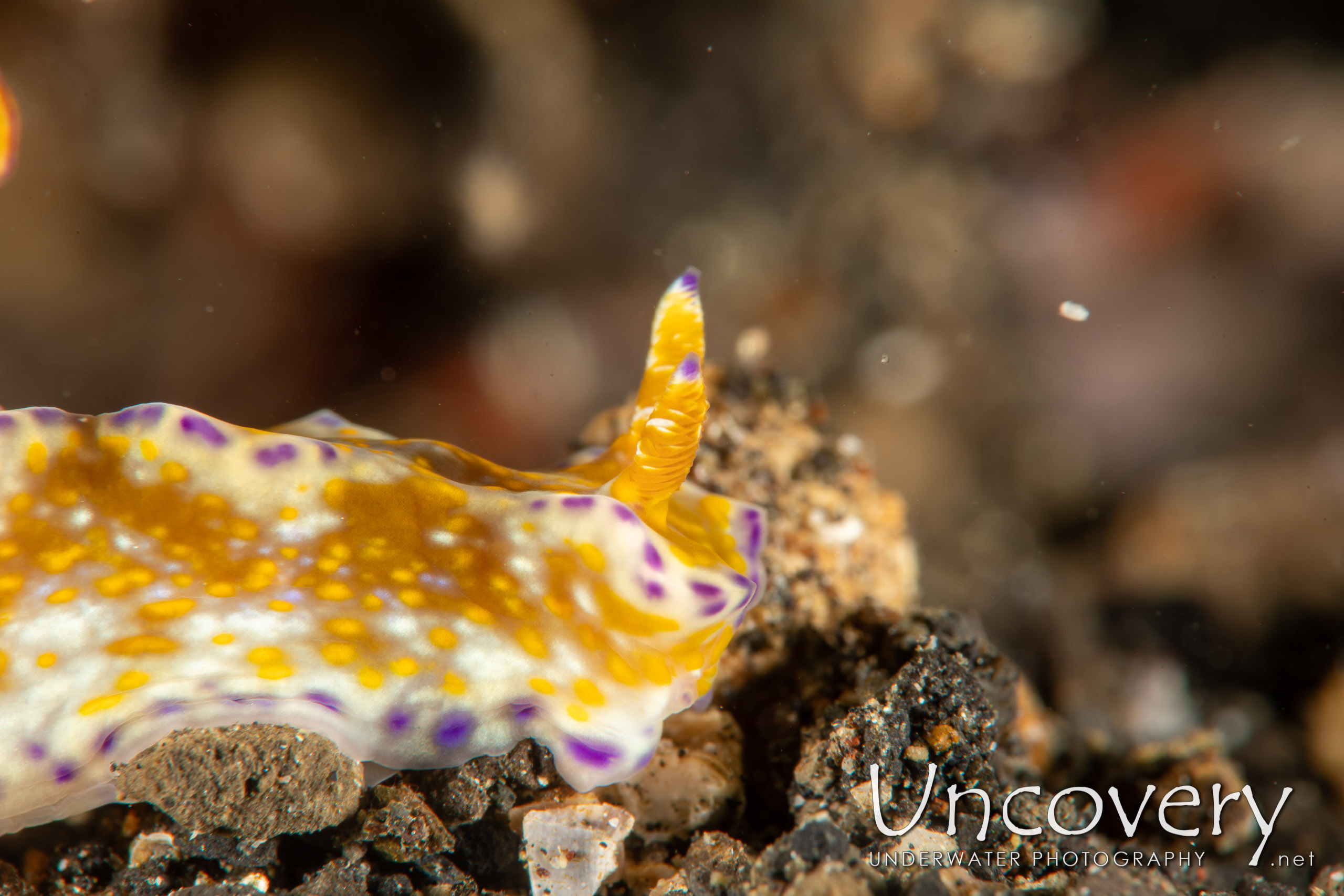 Nudibranch, photo taken in Indonesia, North Sulawesi, Lembeh Strait, Jahir 1