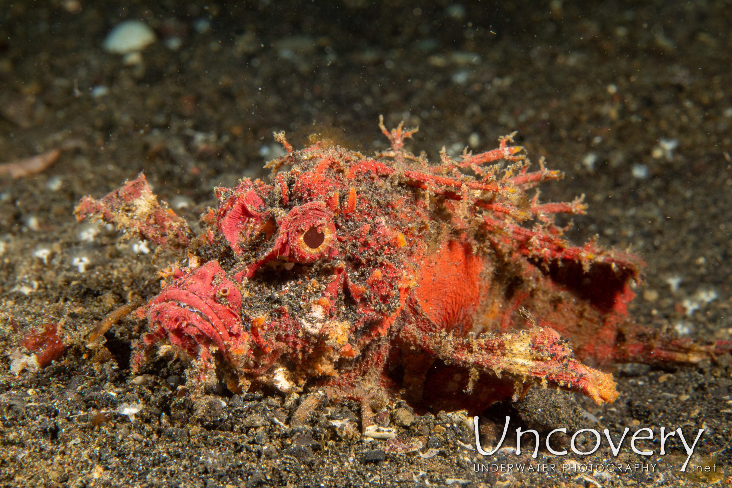 Spiny Devilfish (inimicus Didactylus), photo taken in Indonesia, North Sulawesi, Lembeh Strait, Jahir 1