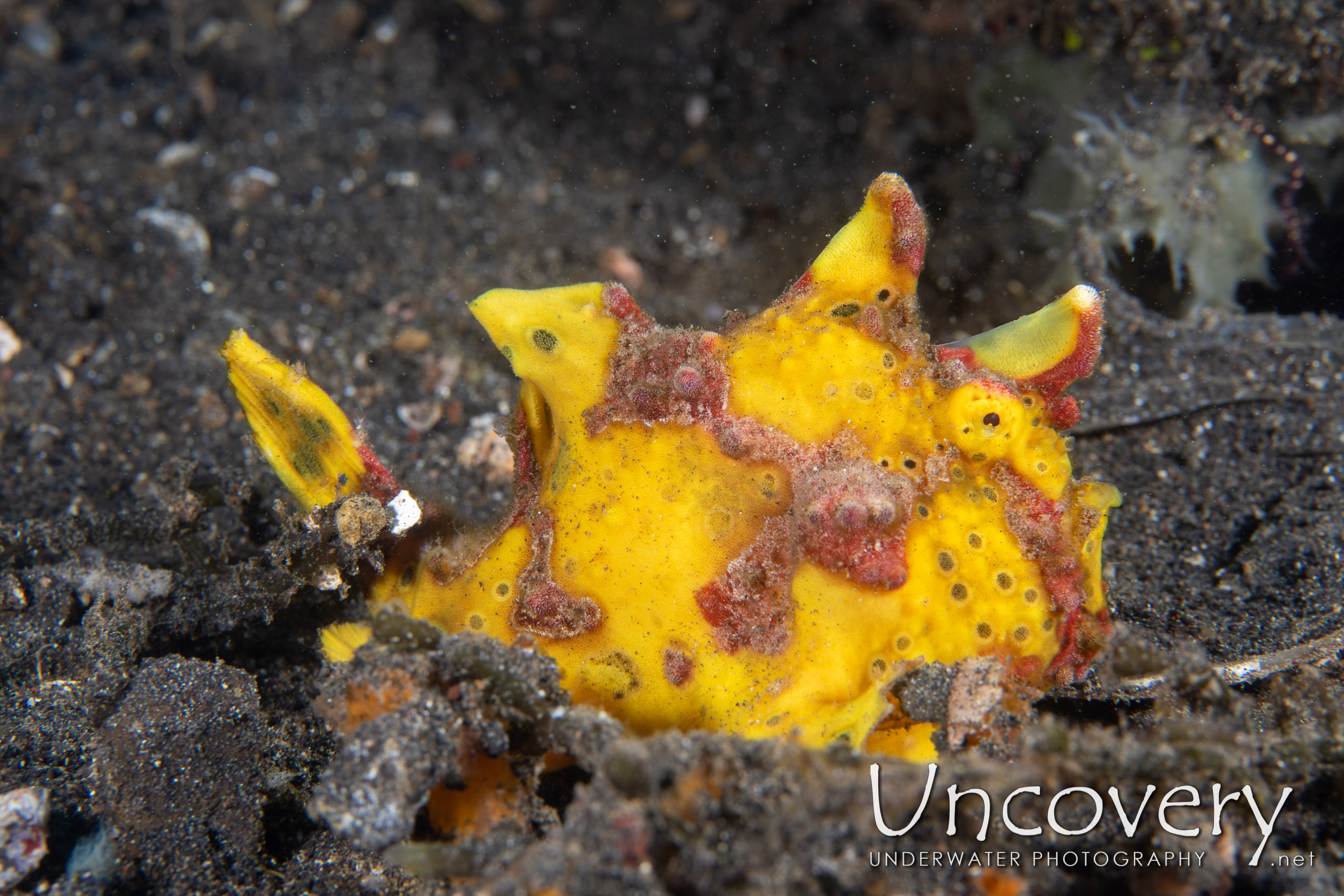 Warty Frogfish (antennarius Maculatus), photo taken in Indonesia, North Sulawesi, Lembeh Strait, Jahir 1