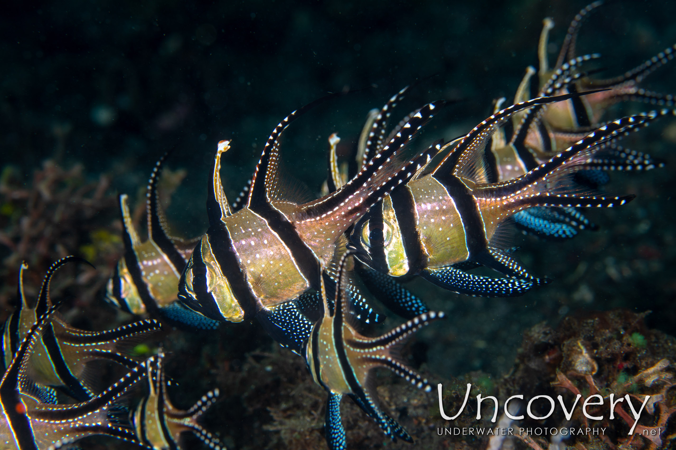 Banggai Cardinal Fish (pterapogon Kauderni), photo taken in Indonesia, North Sulawesi, Lembeh Strait, Jahir 1