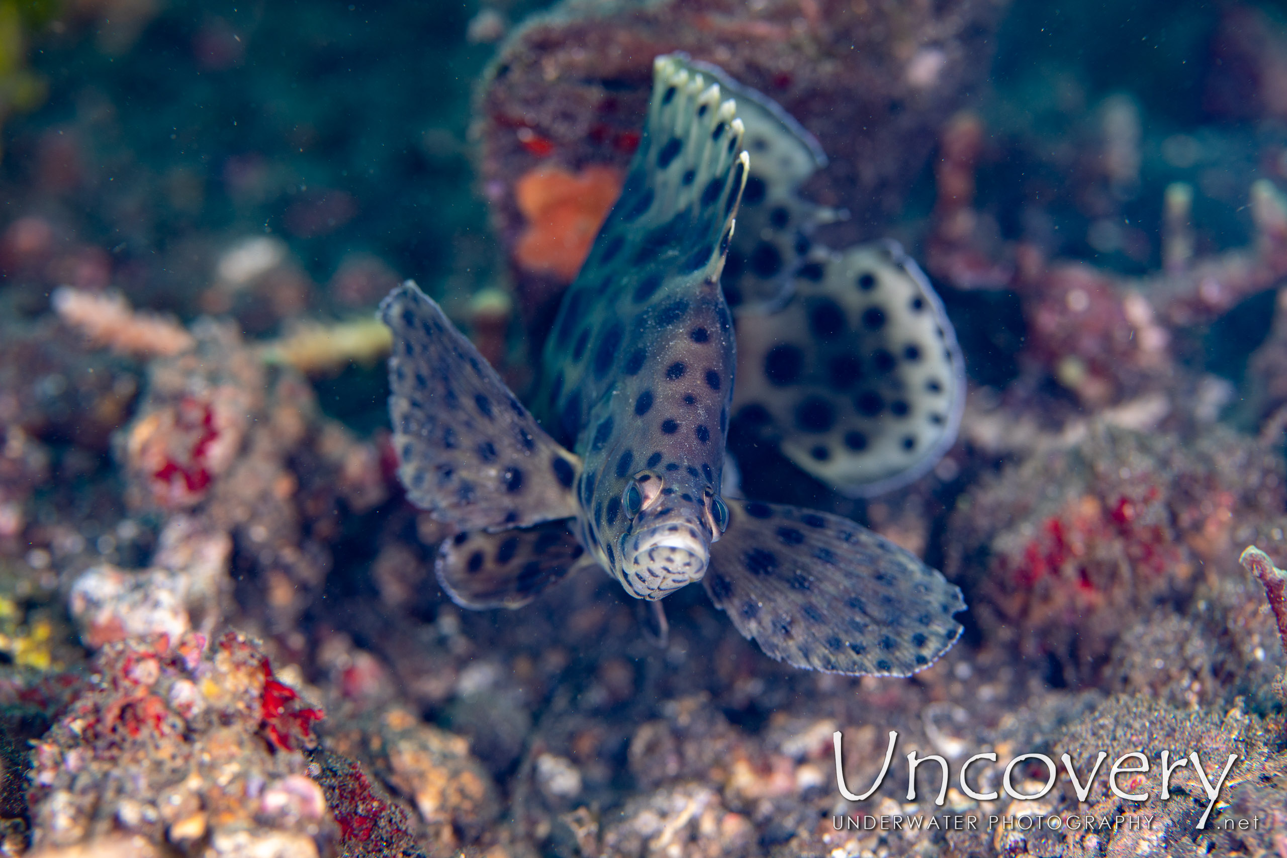 Barramundi (cromileptes Altivelis), photo taken in Indonesia, North Sulawesi, Lembeh Strait, Jahir 1