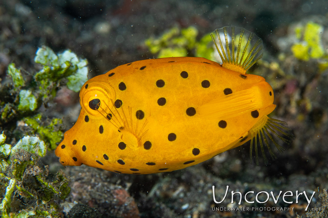 Yellow Boxfish (ostracion Cubicus) shot in Indonesia|North Sulawesi|Lembeh Strait|Jahir 1