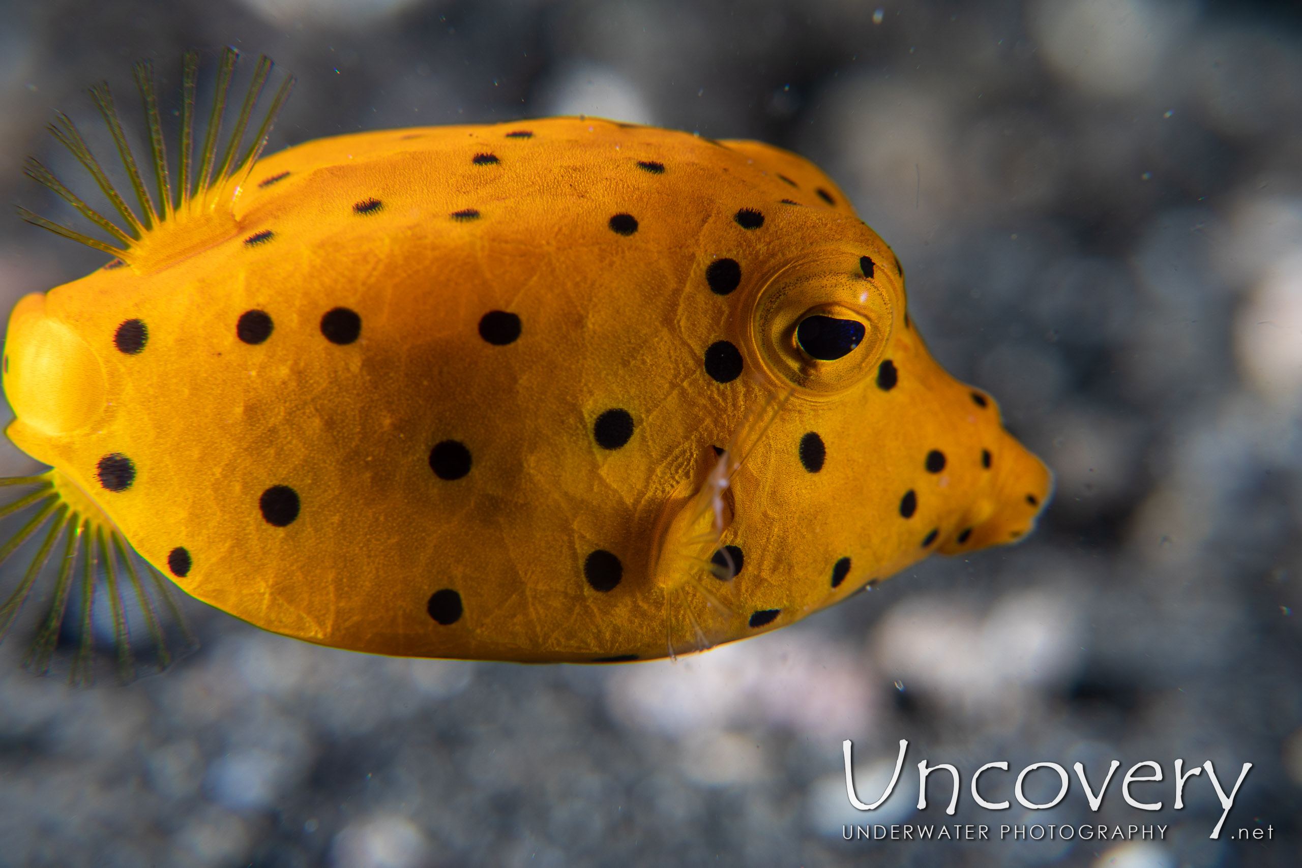 Yellow Boxfish (ostracion Cubicus), photo taken in Indonesia, North Sulawesi, Lembeh Strait, Jahir 1