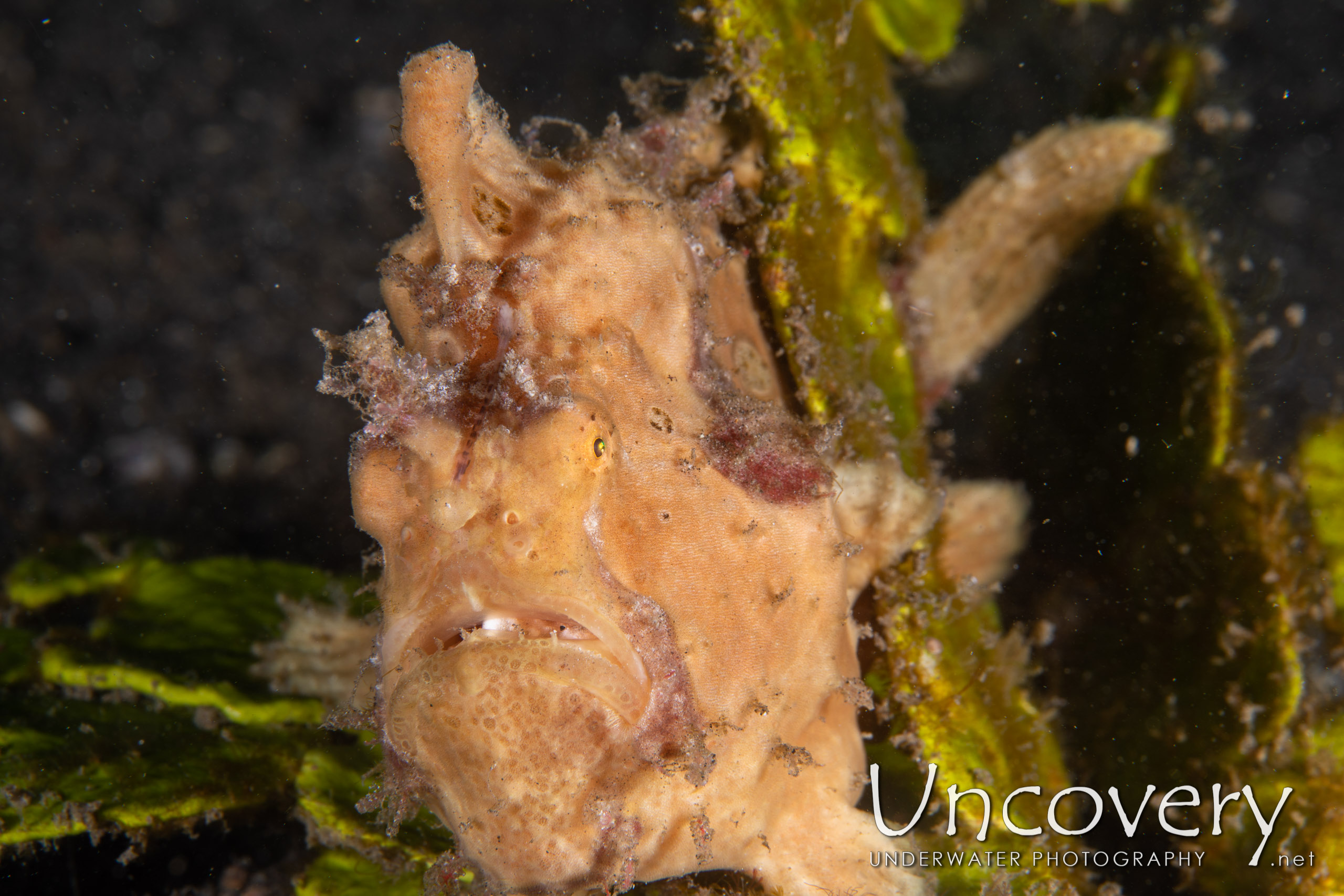 Warty Frogfish (antennarius Maculatus), photo taken in Indonesia, North Sulawesi, Lembeh Strait, Jahir 1