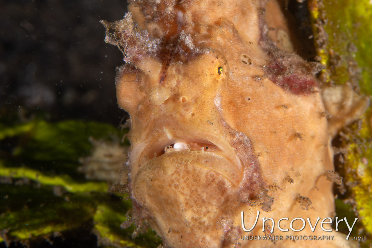 Warty Frogfish (antennarius Maculatus) shot in Indonesia|North Sulawesi|Lembeh Strait|Jahir 1