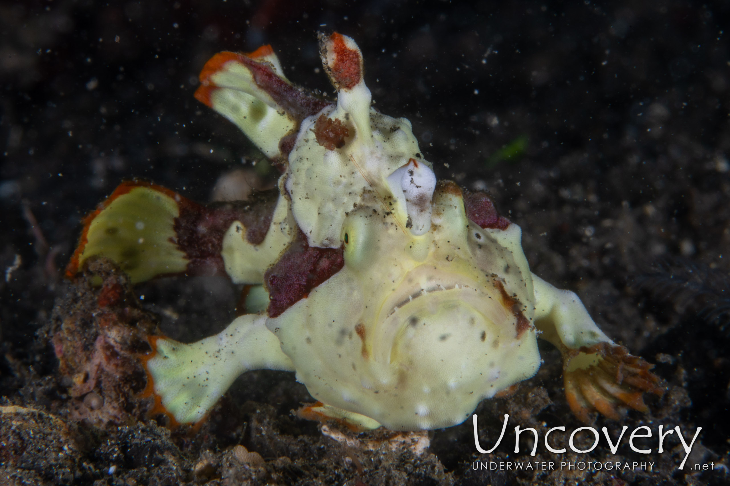 Warty Frogfish (antennarius Maculatus), photo taken in Indonesia, North Sulawesi, Lembeh Strait, Jahir 1