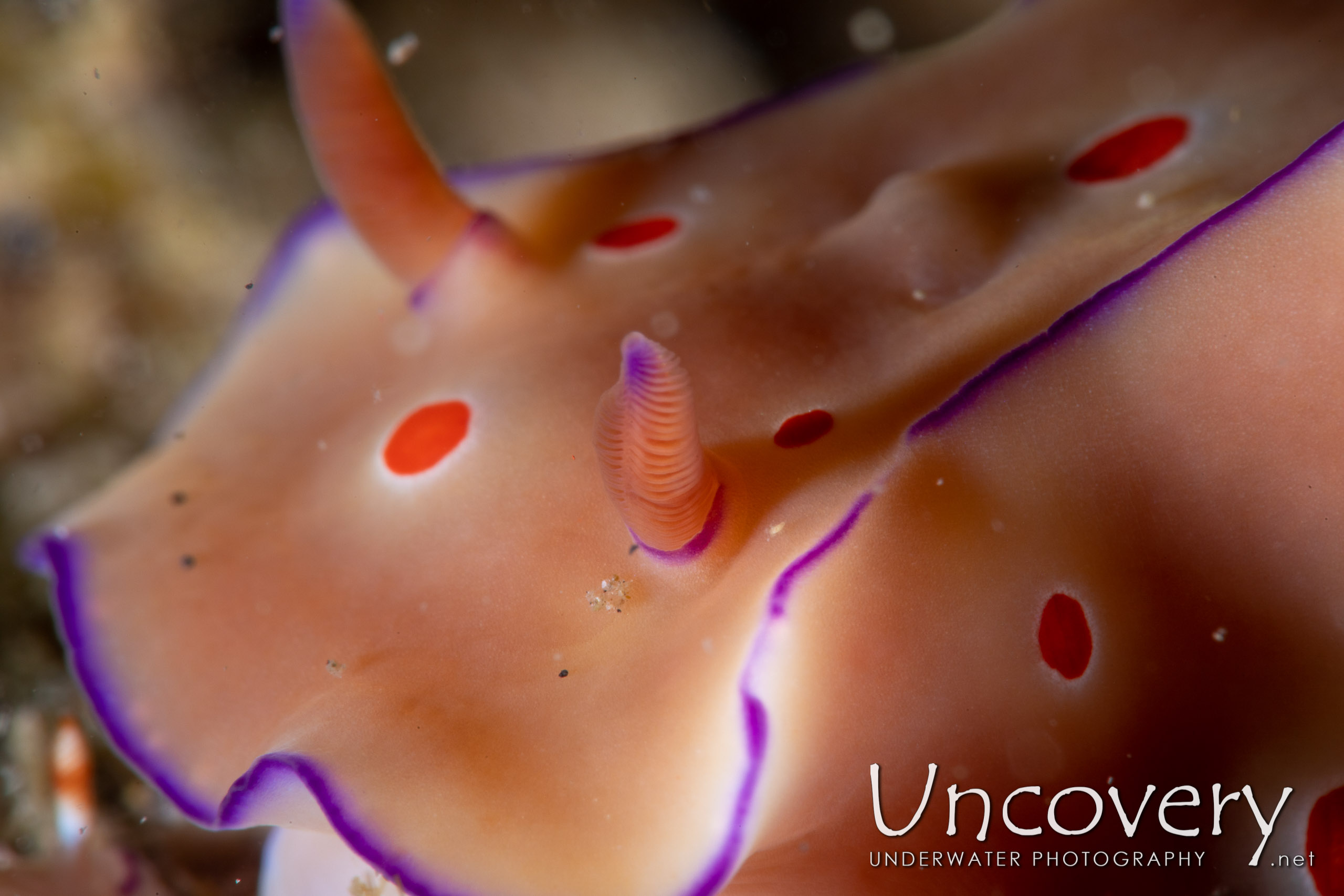 Nudibranch, photo taken in Indonesia, North Sulawesi, Lembeh Strait, Sarena Patah