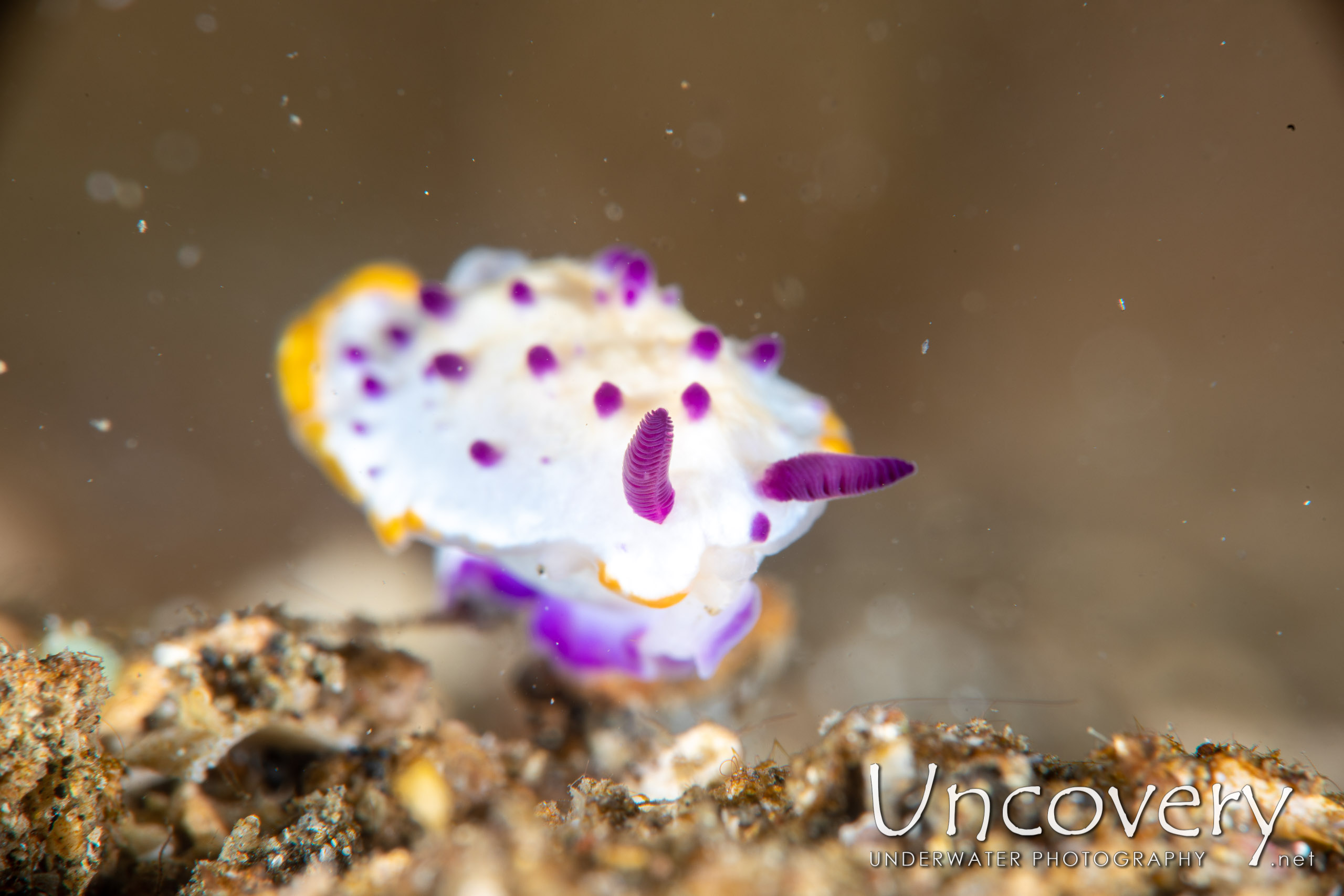 Nudibranch, photo taken in Indonesia, North Sulawesi, Lembeh Strait, Sarena Patah