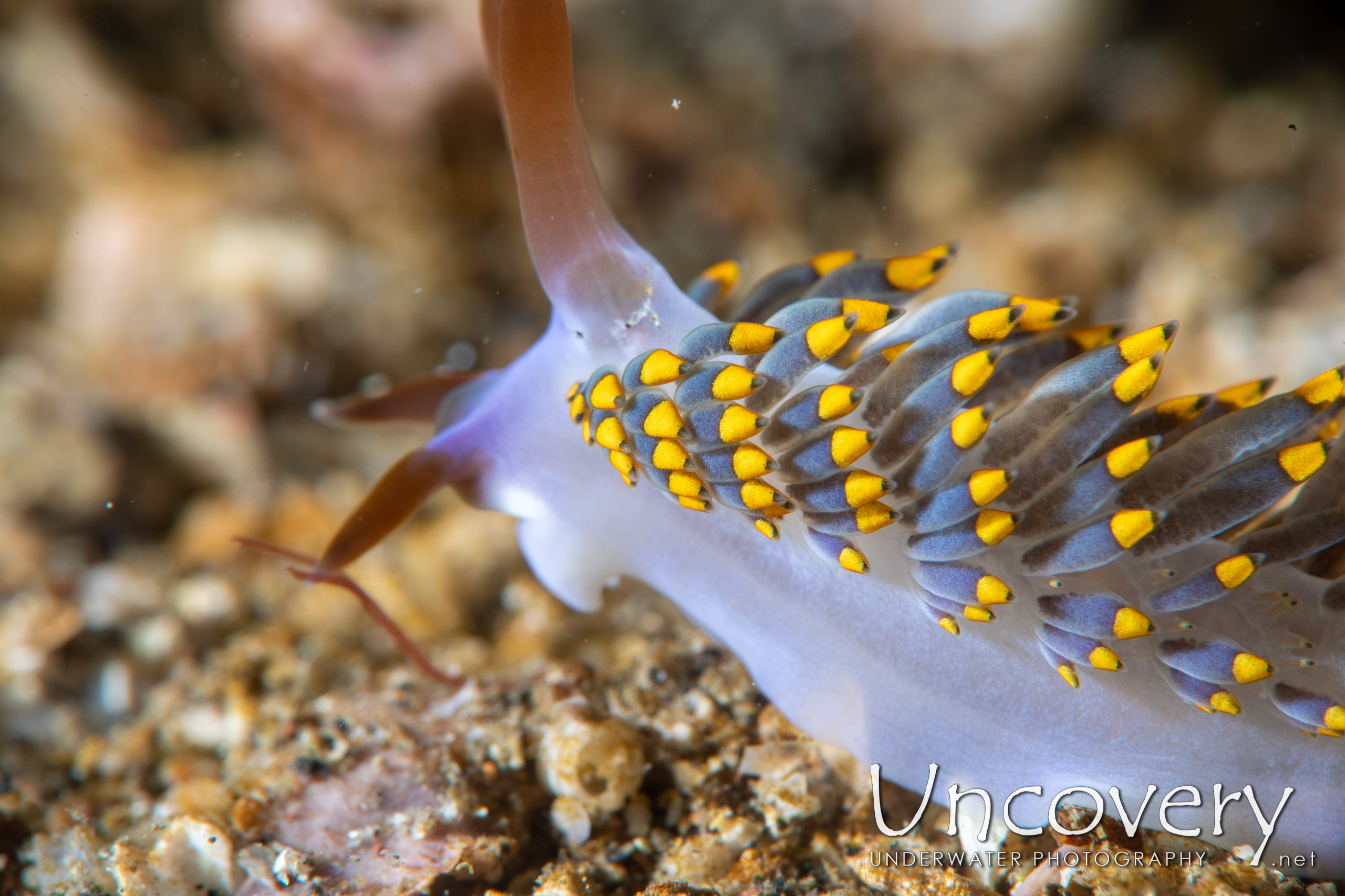 Nudibranch, photo taken in Indonesia, North Sulawesi, Lembeh Strait, Sarena Patah