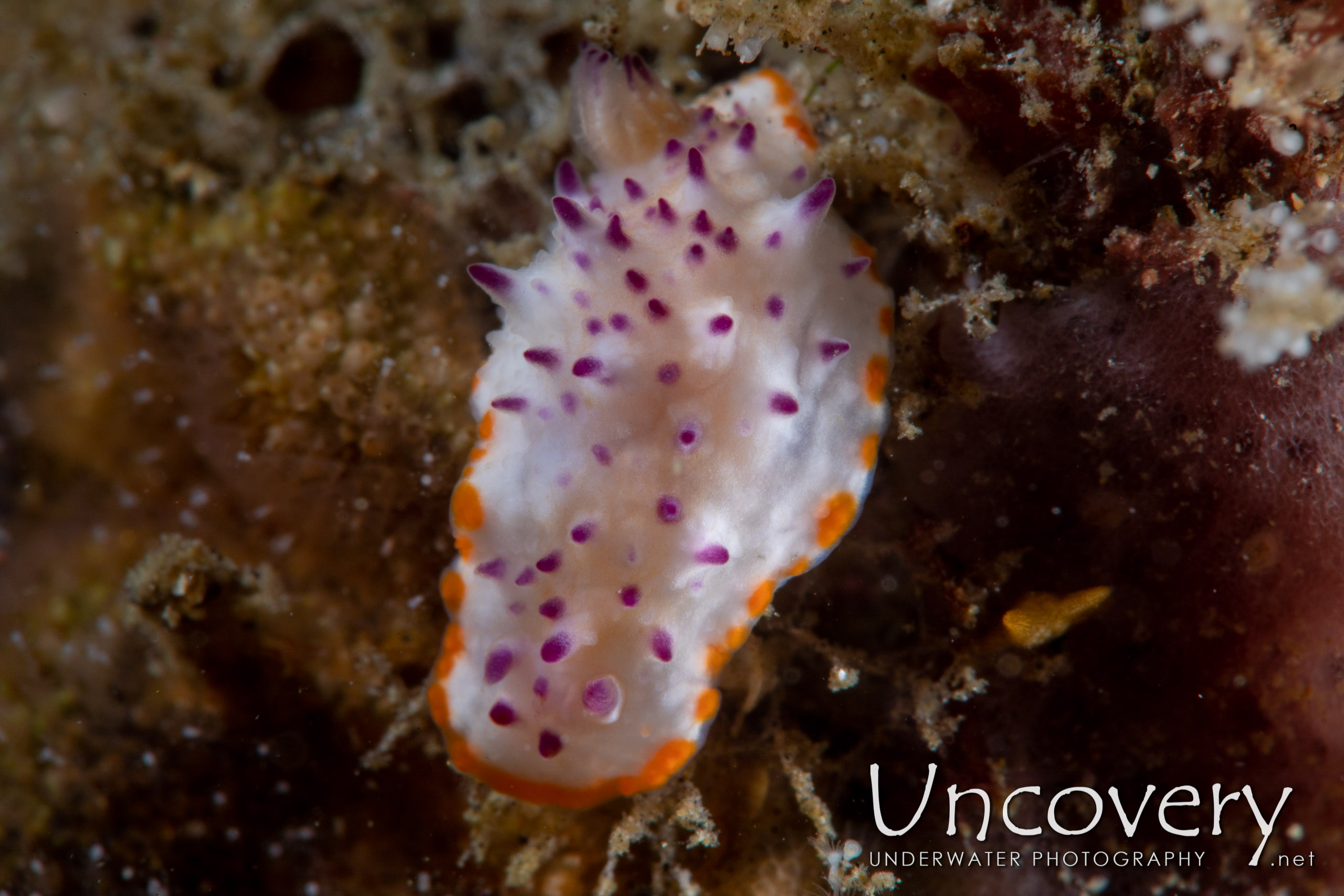 Nudibranch, photo taken in Indonesia, North Sulawesi, Lembeh Strait, Sarena Patah