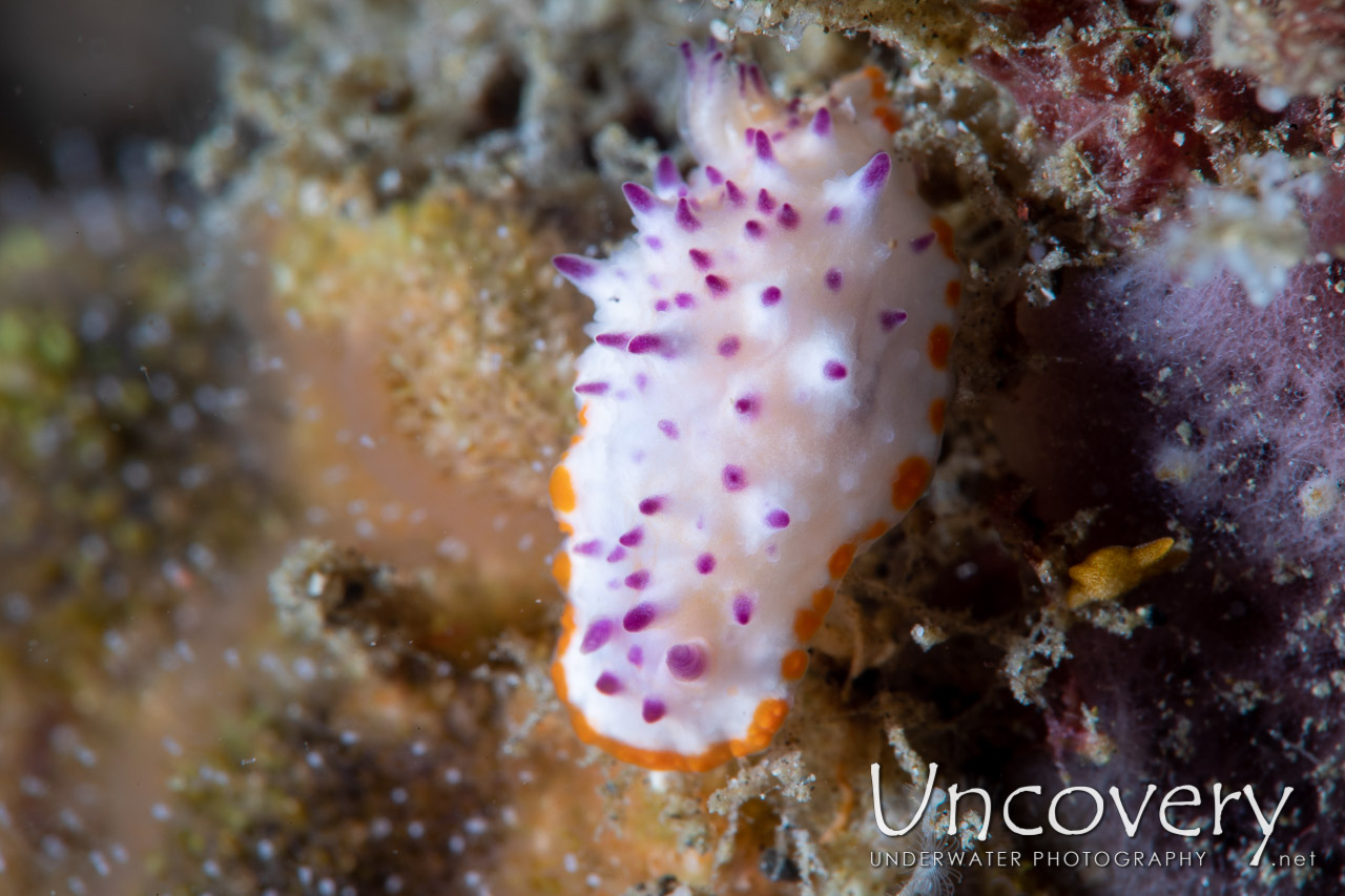 Nudibranch shot in Indonesia|North Sulawesi|Lembeh Strait|Sarena Patah