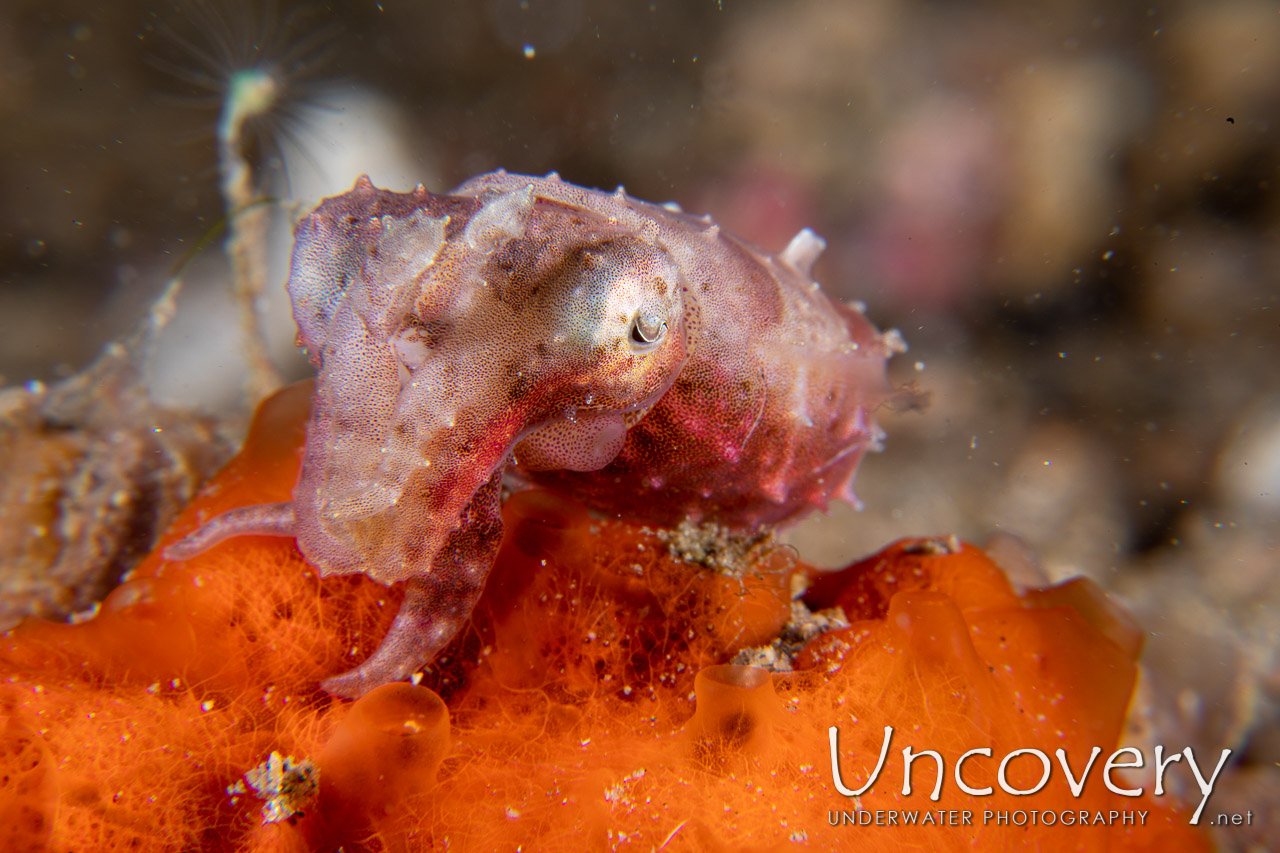 Pygmy Cuttlefish (sepia Bandensis) shot in Indonesia|North Sulawesi|Lembeh Strait|Sarena Patah