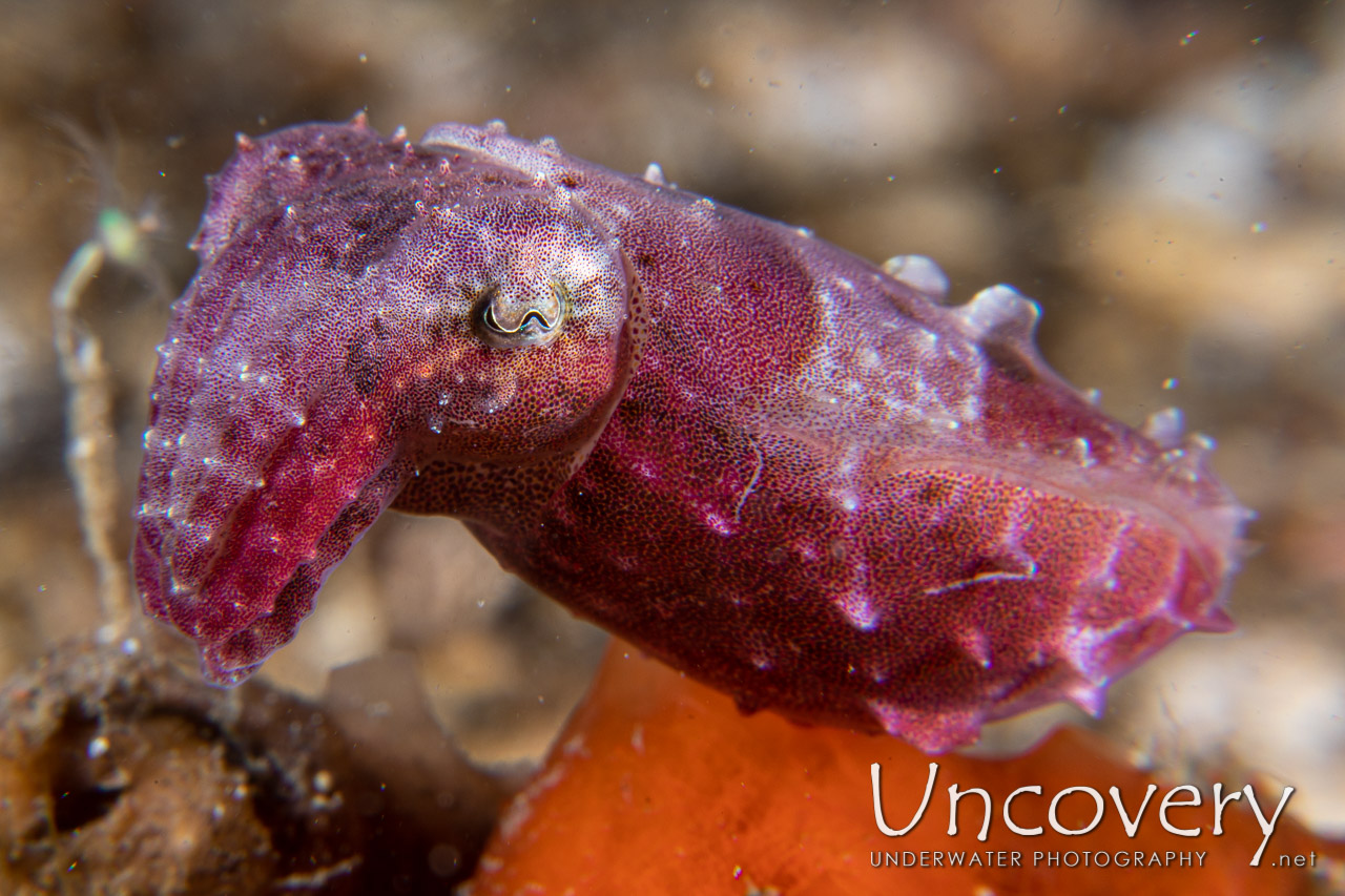 Pygmy Cuttlefish (sepia Bandensis) shot in Indonesia|North Sulawesi|Lembeh Strait|Sarena Patah