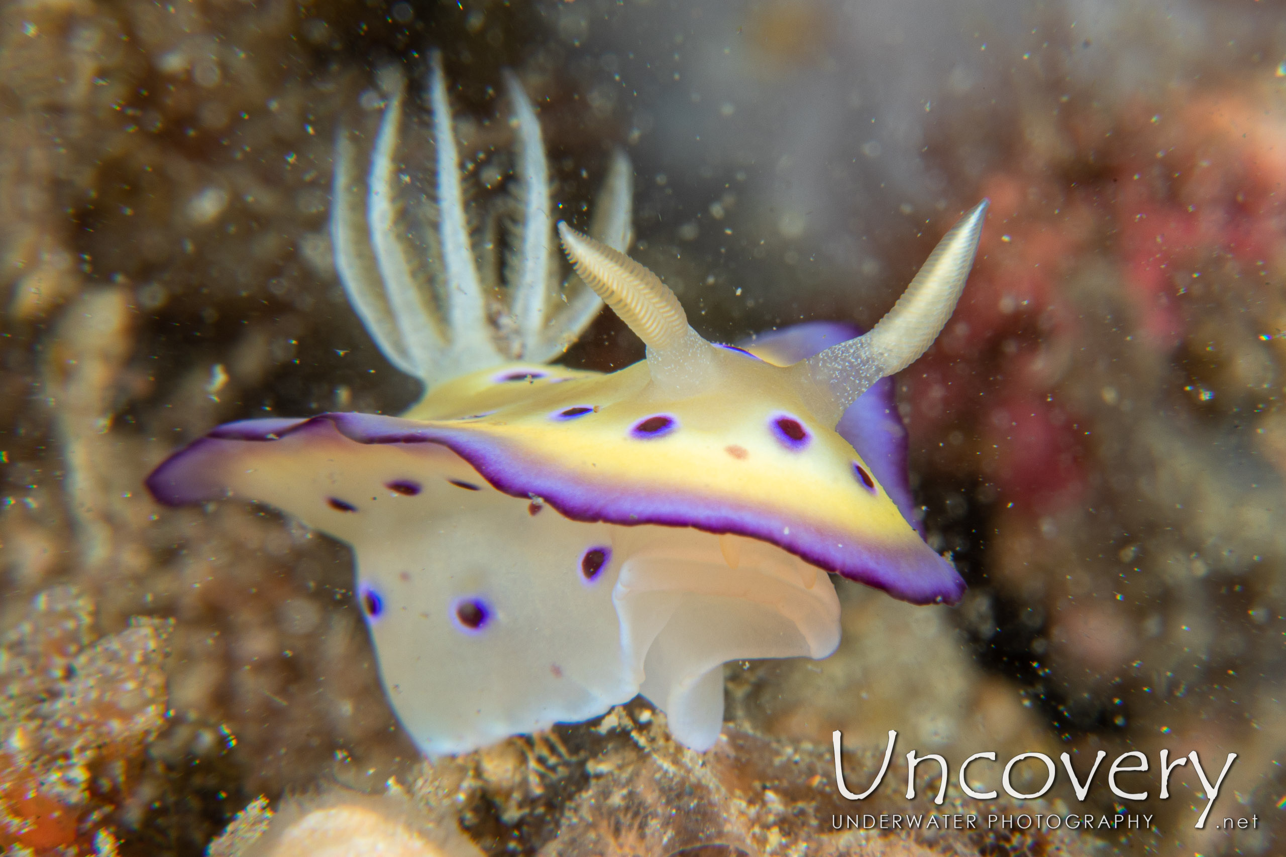 Nudibranch, photo taken in Indonesia, North Sulawesi, Lembeh Strait, Sarena Patah