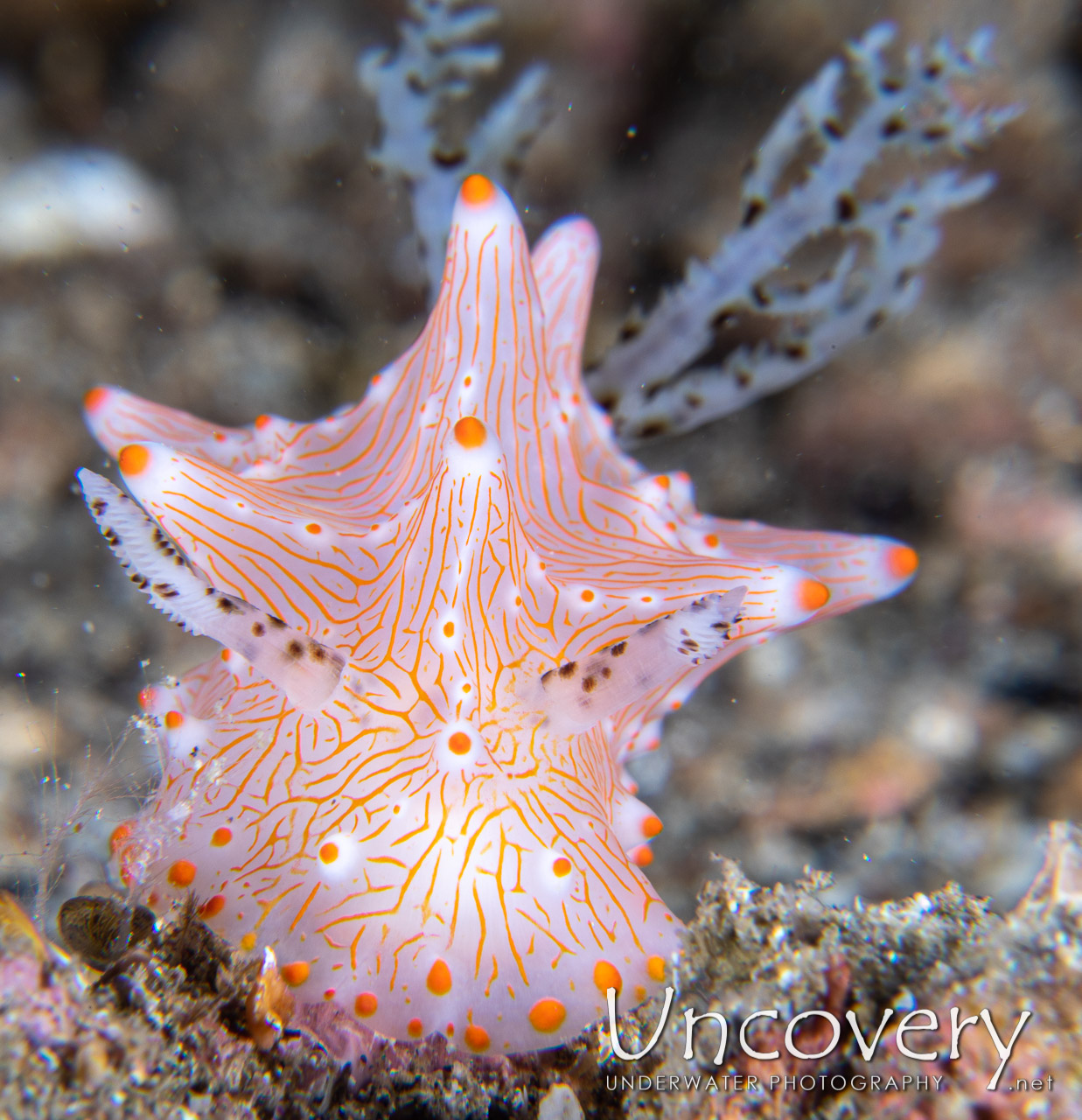 Nudibranch (halgerda Batangas) shot in Indonesia|North Sulawesi|Lembeh Strait|Sarena Patah
