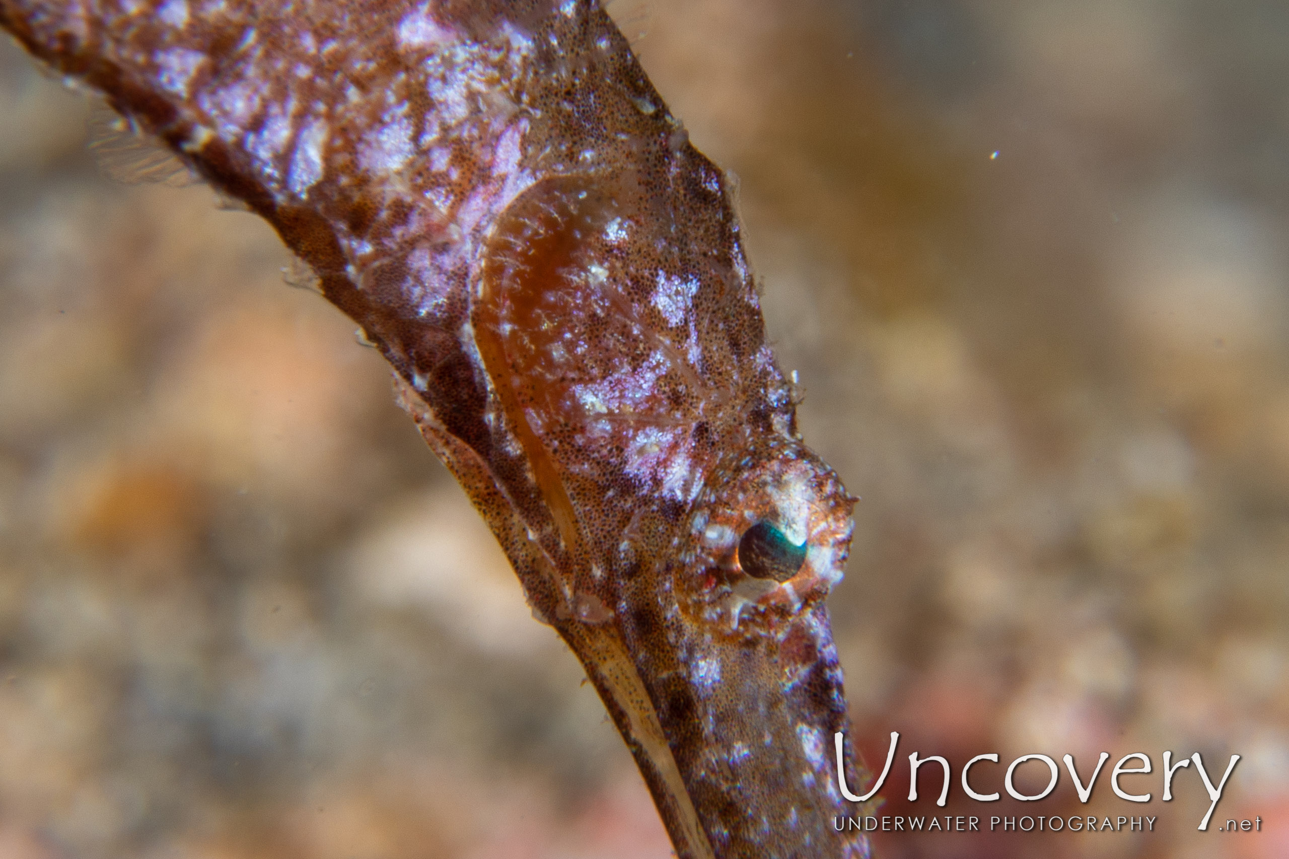 Robust Ghostpipefish (solenostomus Cyanopterus), photo taken in Indonesia, North Sulawesi, Lembeh Strait, Sarena Patah