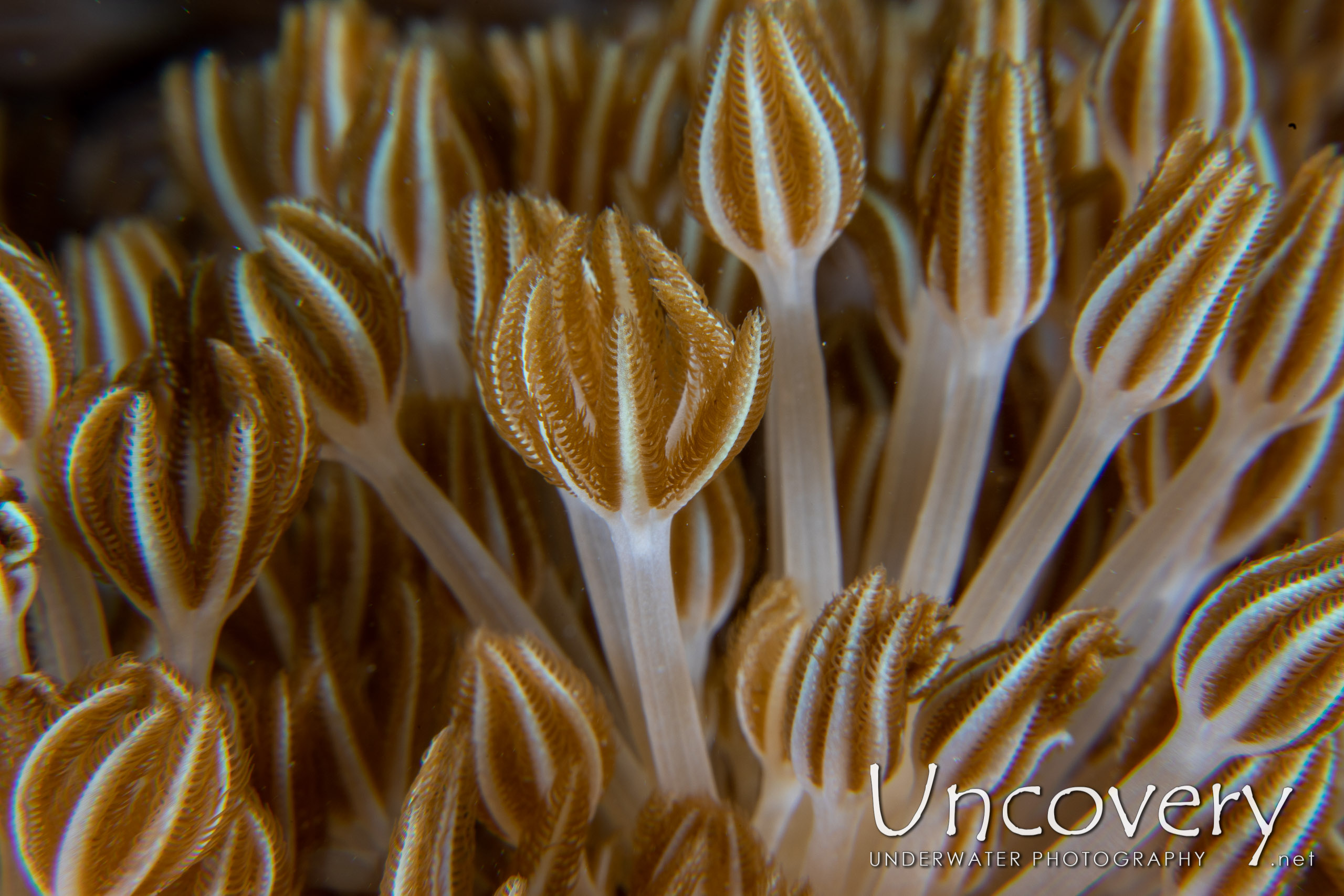 Coral, photo taken in Indonesia, North Sulawesi, Lembeh Strait, Sarena Patah