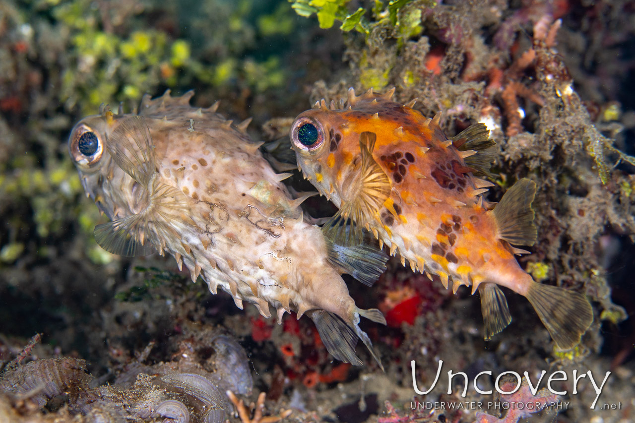 Orbicular Burrfish (cyclichthys Orbicularis) shot in Indonesia|North Sulawesi|Lembeh Strait|Sea Grass