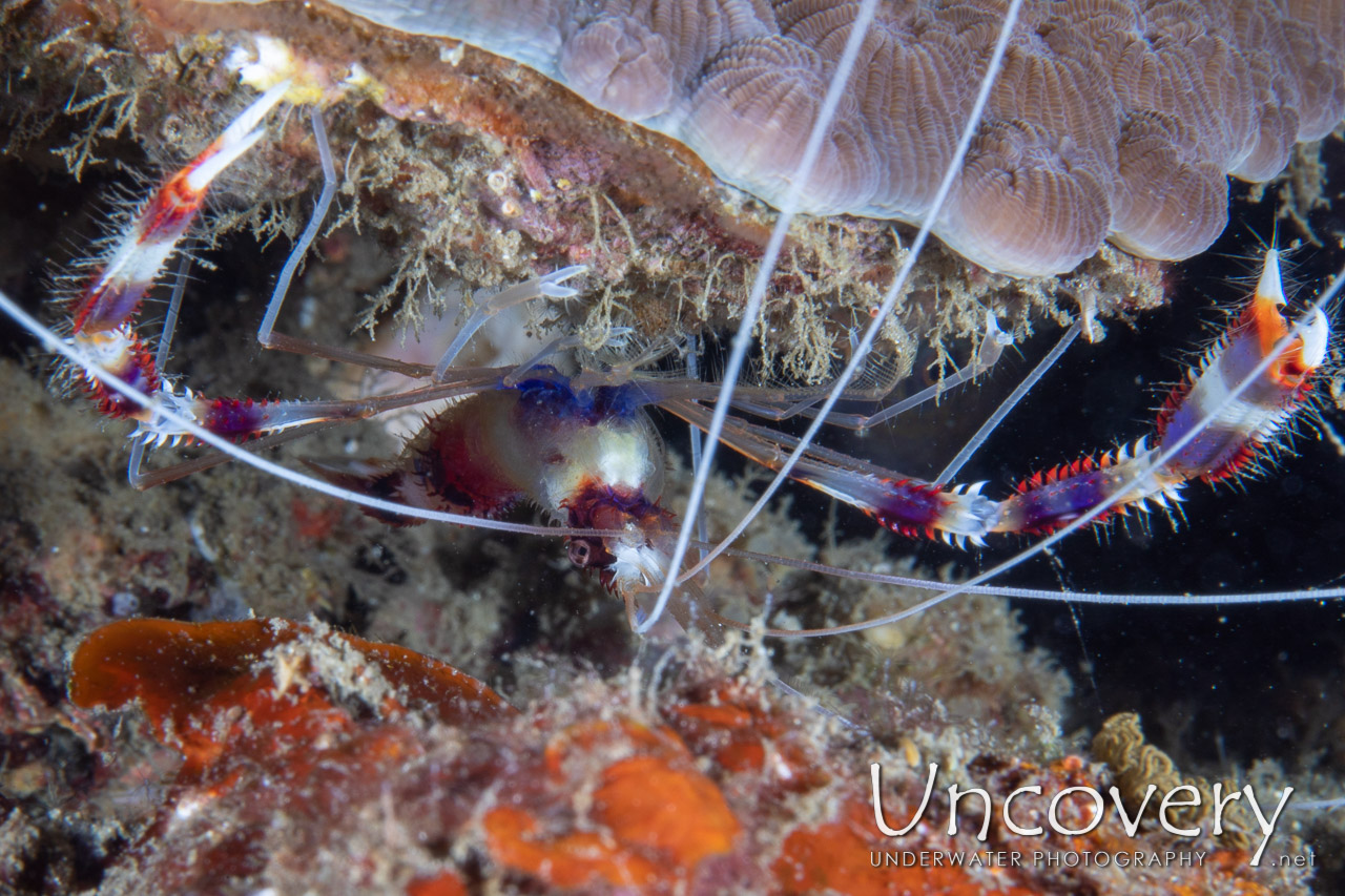 Banded Coral Shrimp (stenopus Hispidus), photo taken in Indonesia, North Sulawesi, Lembeh Strait, Sea Grass