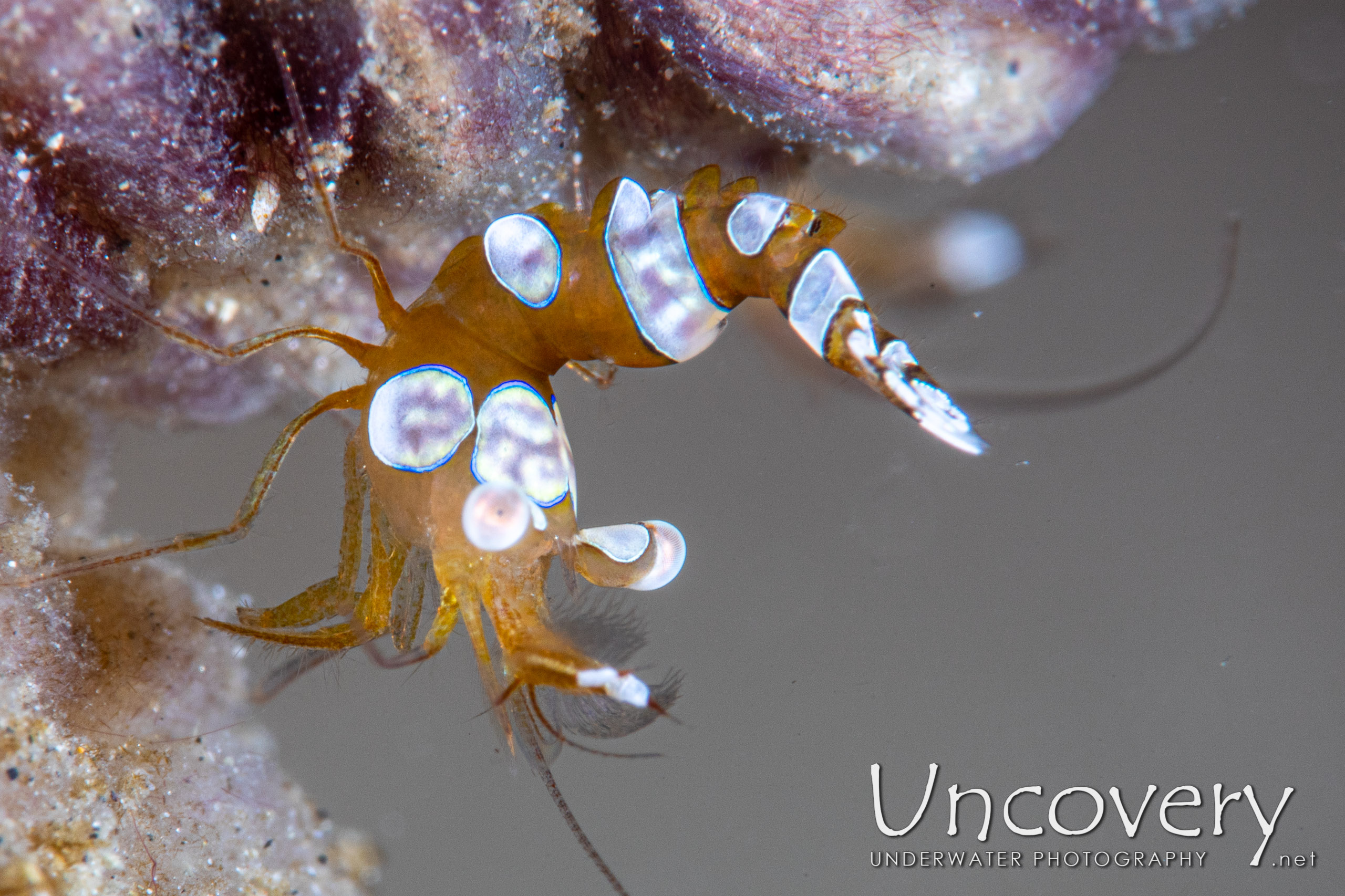 Sexy Shrimp (thor Amboinensis), photo taken in Indonesia, North Sulawesi, Lembeh Strait, Sea Grass