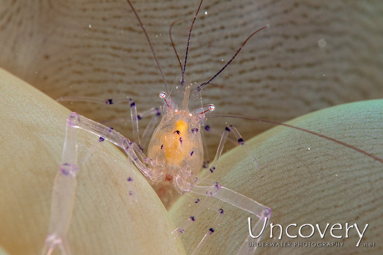 Bubble Coral Shrimp (vir Philippinensis) shot in Indonesia|North Sulawesi|Lembeh Strait|Sea Grass