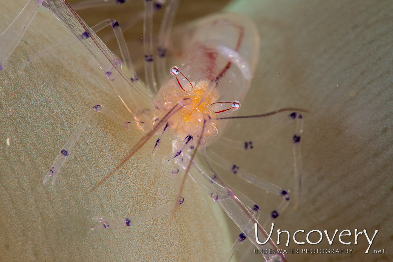 Bubble Coral Shrimp (vir Philippinensis), photo taken in Indonesia, North Sulawesi, Lembeh Strait, Sea Grass