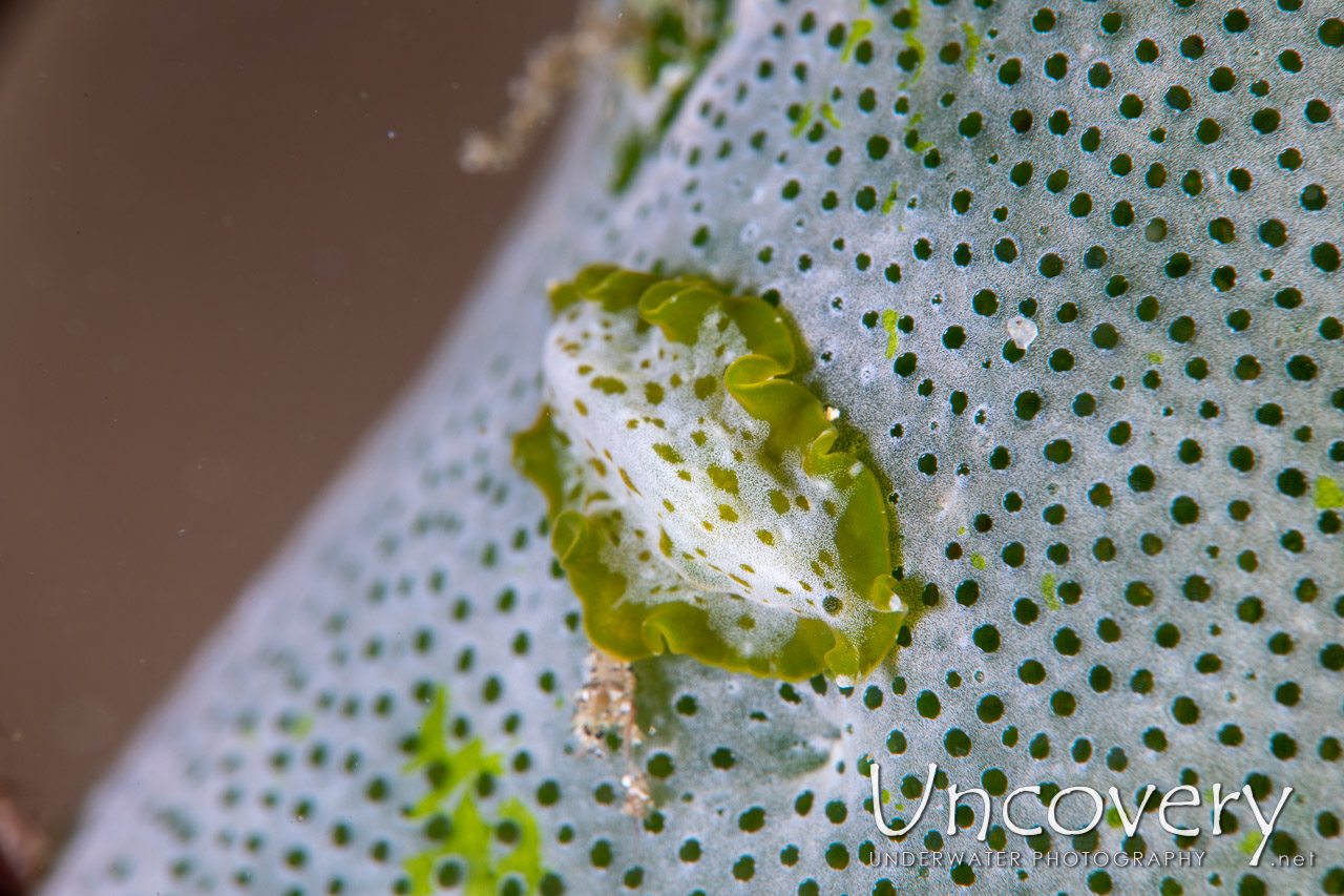 Polyclad Flatworm shot in Indonesia|North Sulawesi|Lembeh Strait|Sea Grass