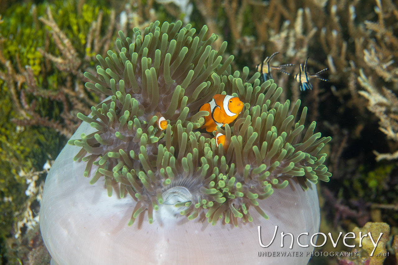 False Clown Anemonefish (amphiprion Ocellaris) shot in Indonesia|North Sulawesi|Lembeh Strait|Sea Grass