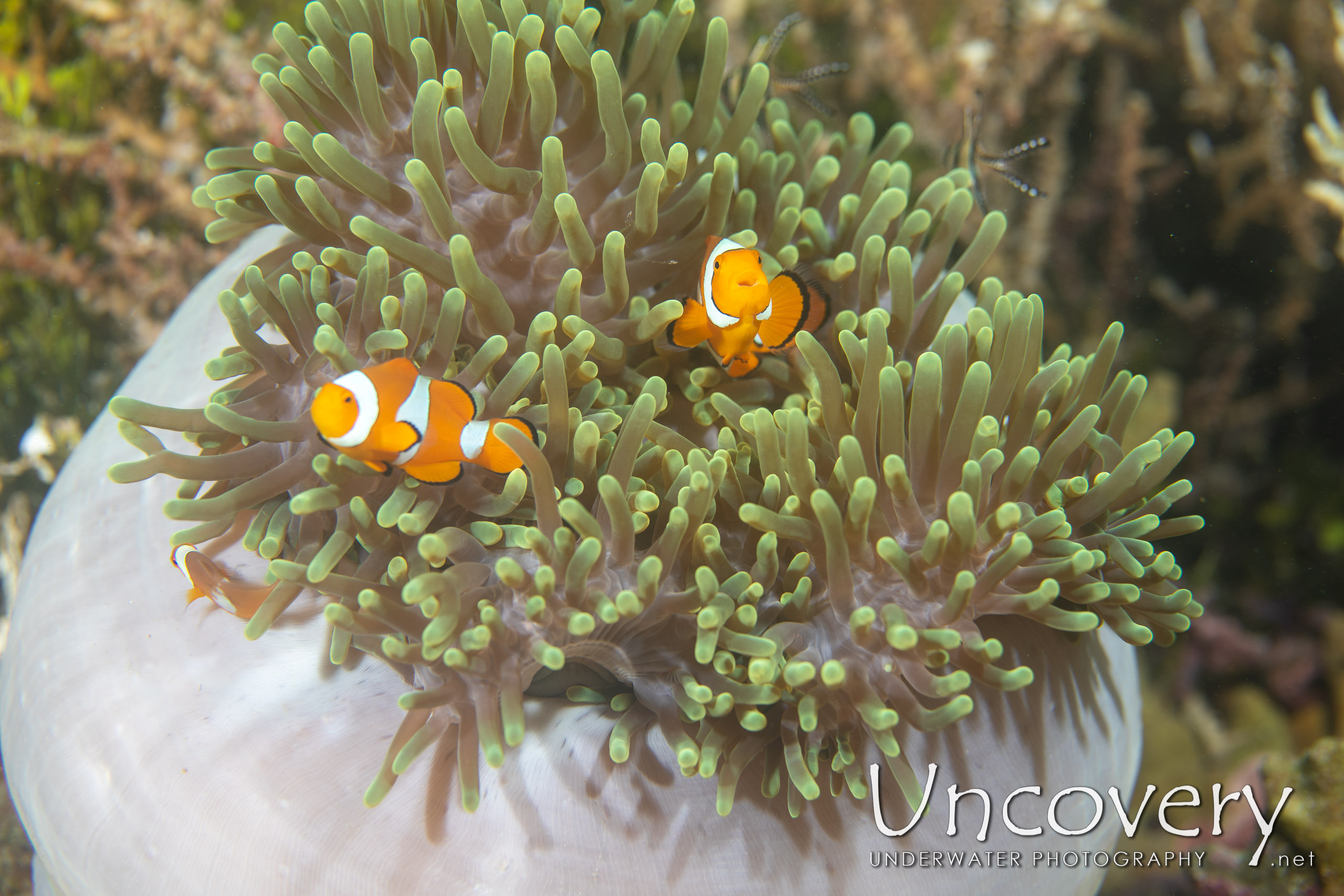 False Clown Anemonefish (amphiprion Ocellaris), photo taken in Indonesia, North Sulawesi, Lembeh Strait, Sea Grass