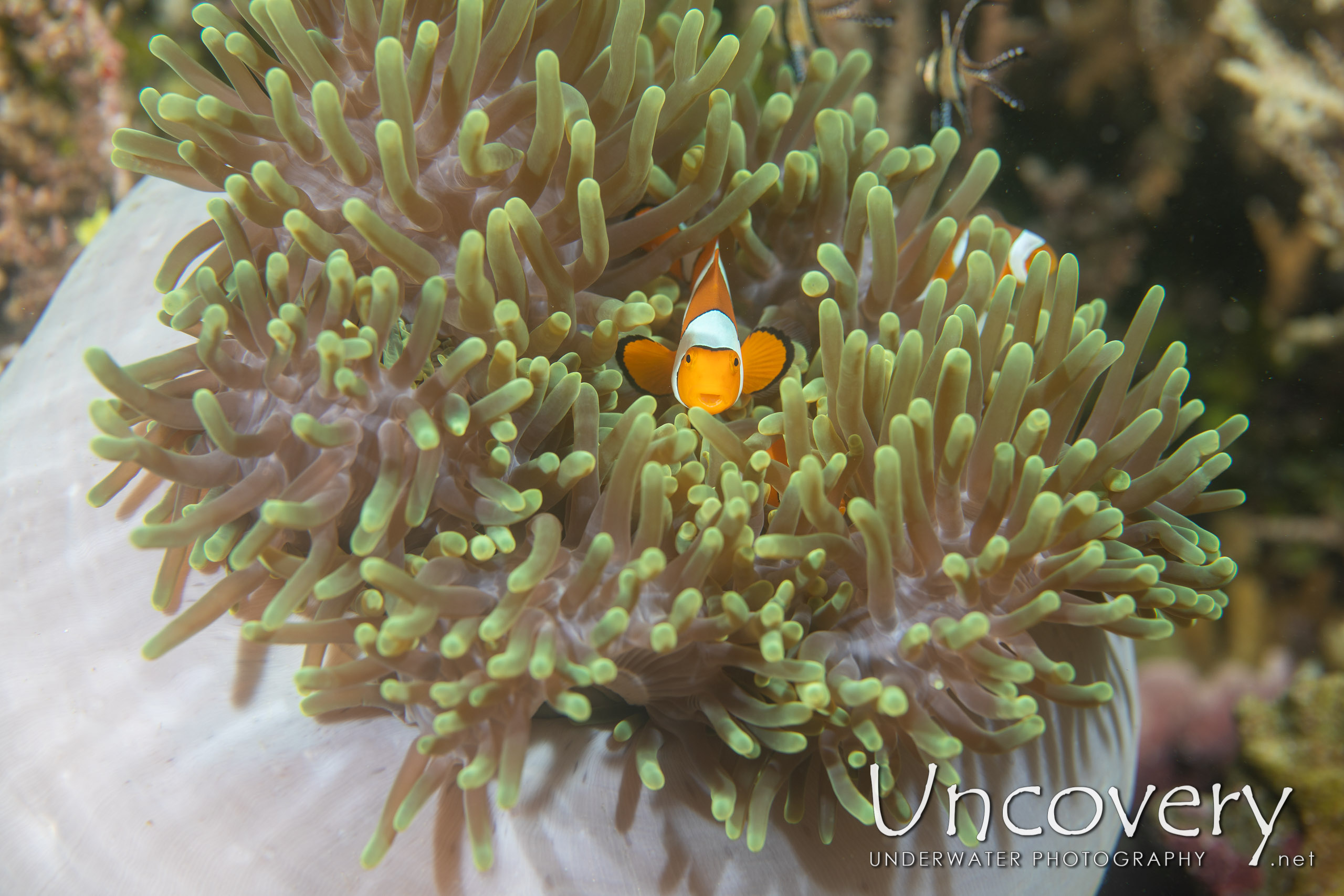 False Clown Anemonefish (amphiprion Ocellaris), photo taken in Indonesia, North Sulawesi, Lembeh Strait, Sea Grass