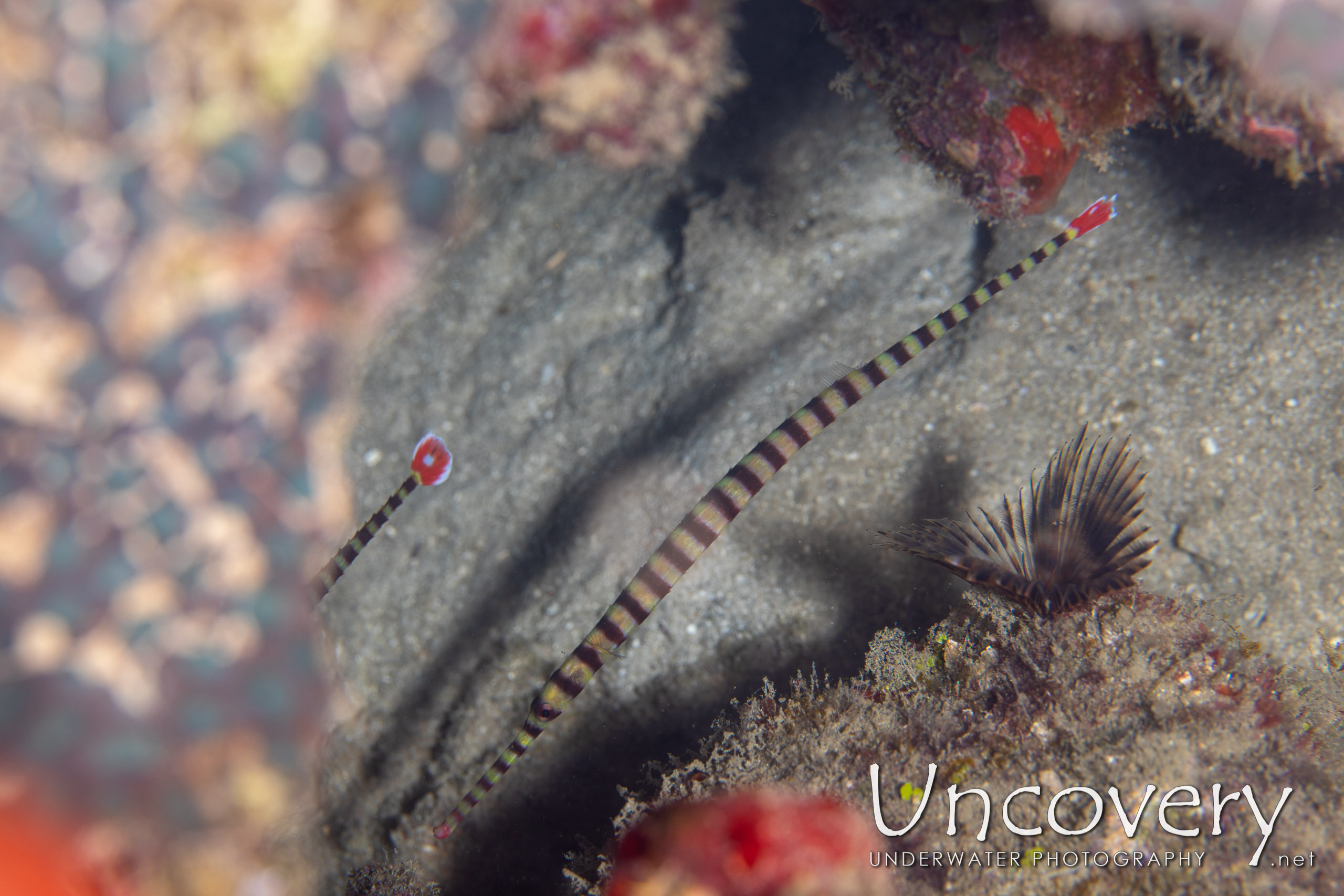 Banded Pipefish (dunckerocampus Dactyliophorus), photo taken in Indonesia, North Sulawesi, Lembeh Strait, Sea Grass