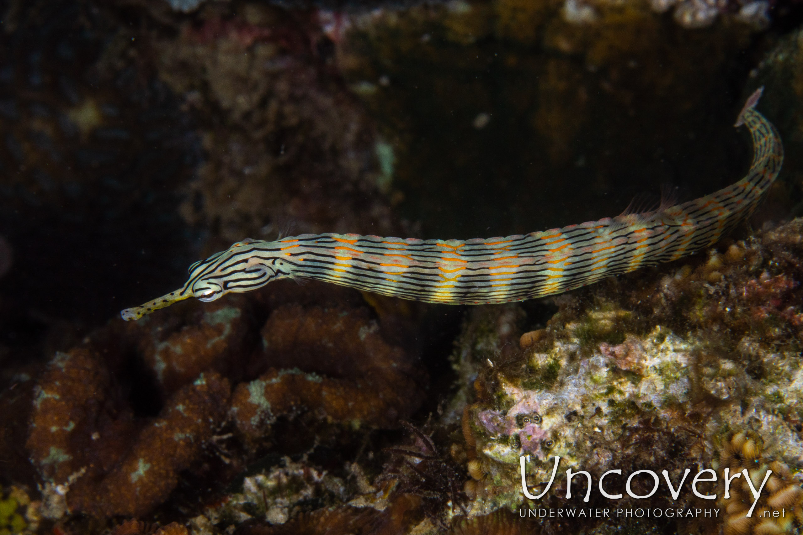 Networked Pipefish (corythoichthys Flavofasciatus), photo taken in Indonesia, North Sulawesi, Lembeh Strait, Sea Grass