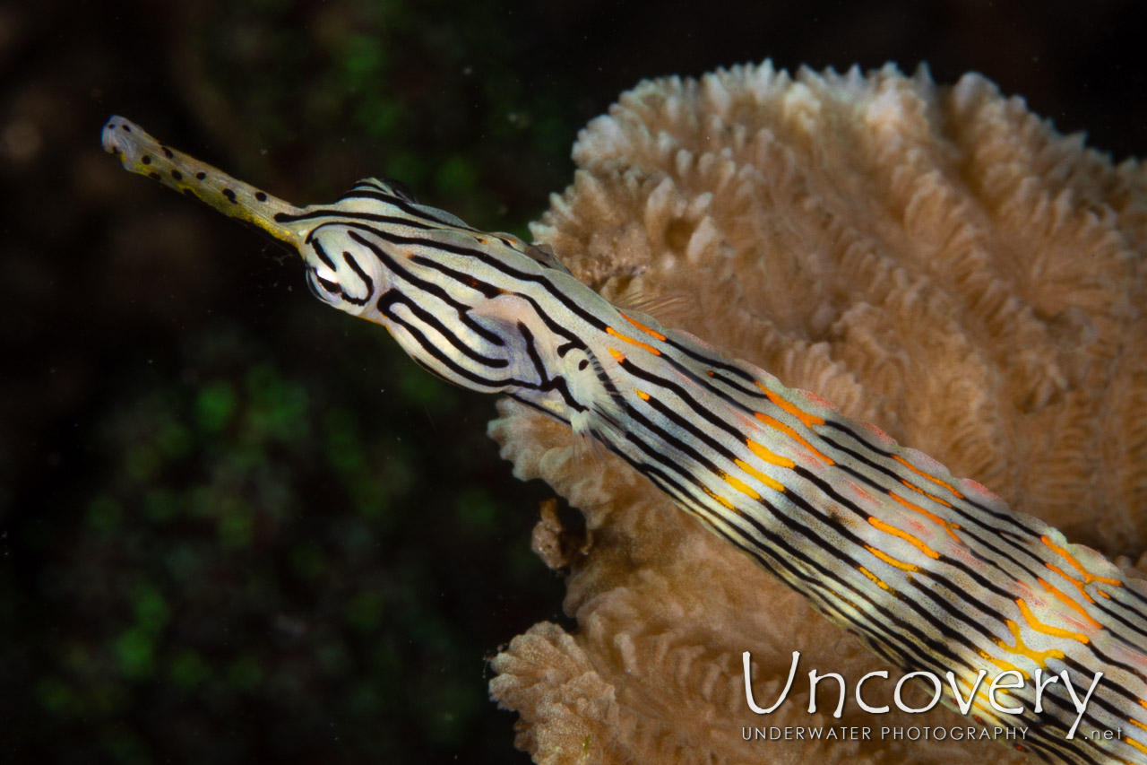 Networked Pipefish (corythoichthys Flavofasciatus) shot in Indonesia|North Sulawesi|Lembeh Strait|Sea Grass