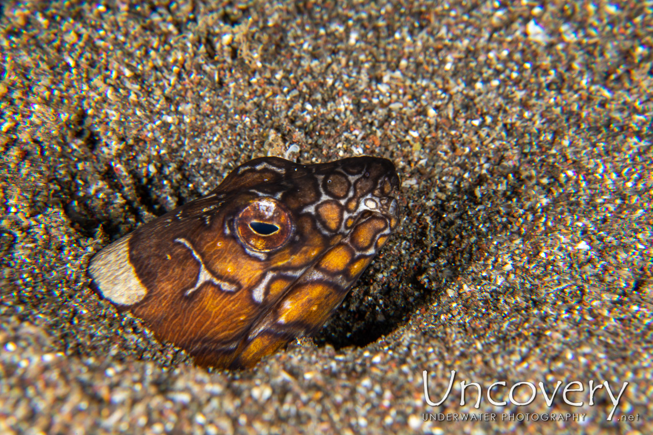 Napoleon Snake Eel (ophichthus Bonaparti) shot in Indonesia|North Sulawesi|Lembeh Strait|Rojos