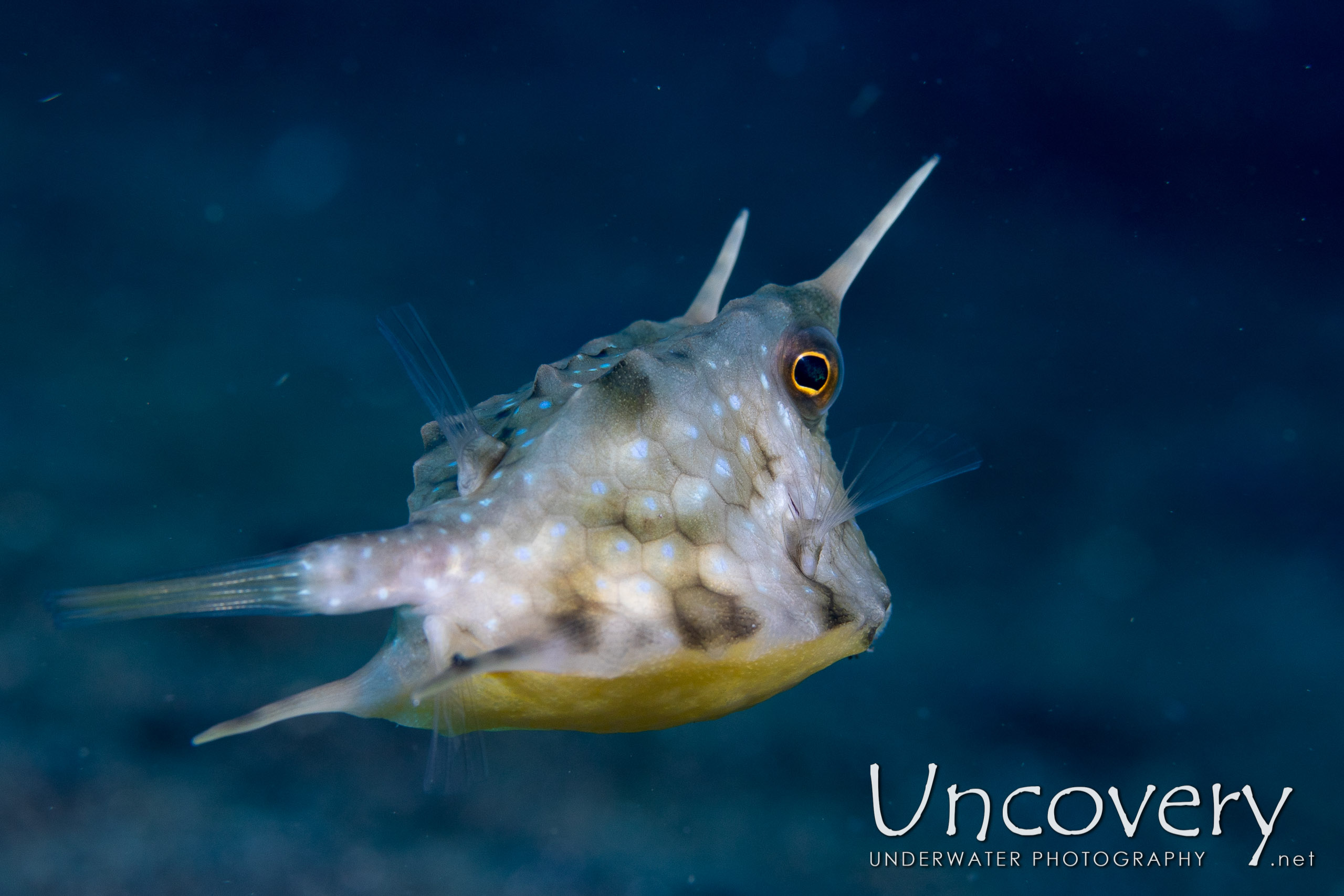 Longhorn Cowfish (lactoria Cornuta), photo taken in Indonesia, North Sulawesi, Lembeh Strait, Rojos