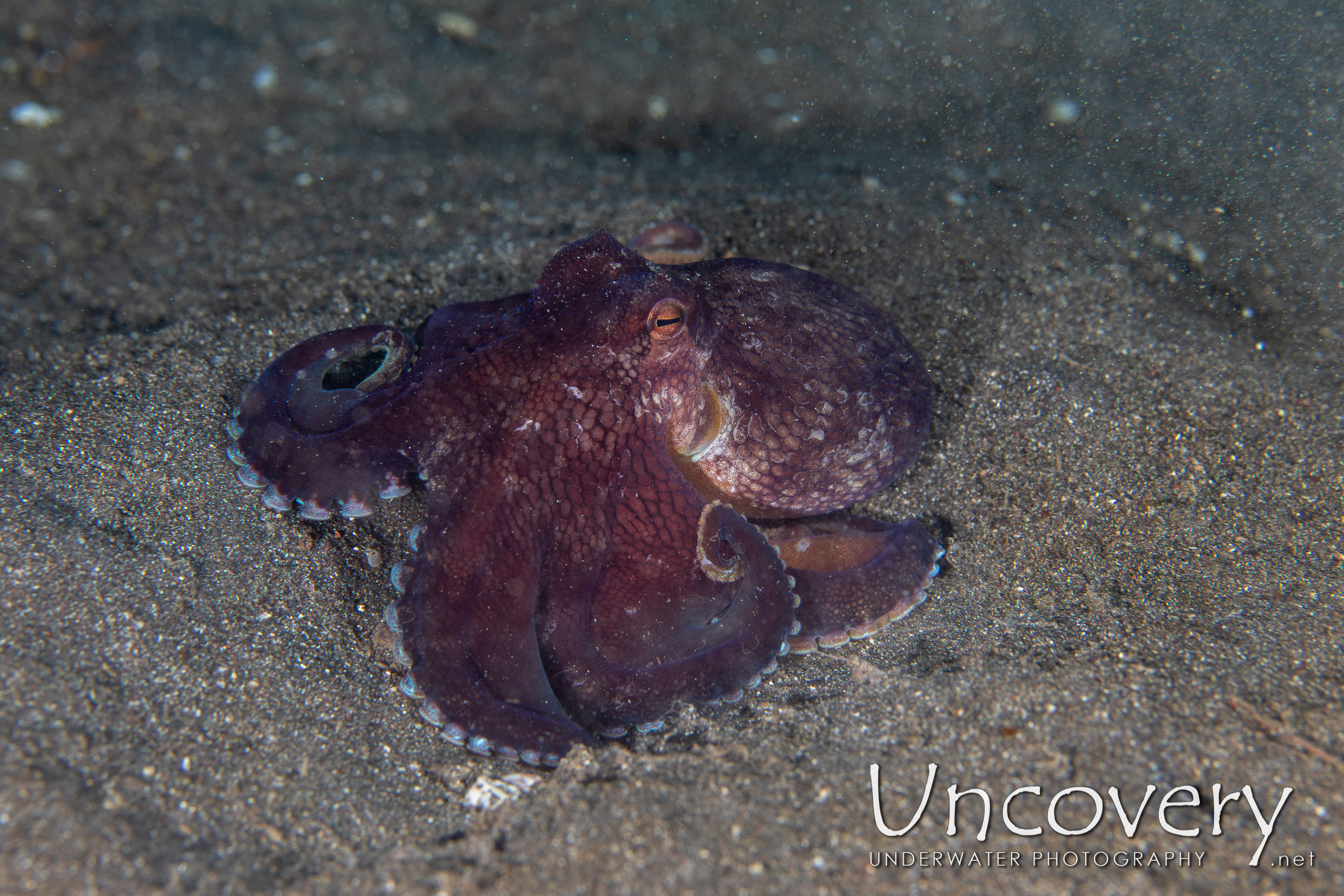 Coconut Octopus (amphioctopus Marginatus), photo taken in Indonesia, North Sulawesi, Lembeh Strait, Rojos