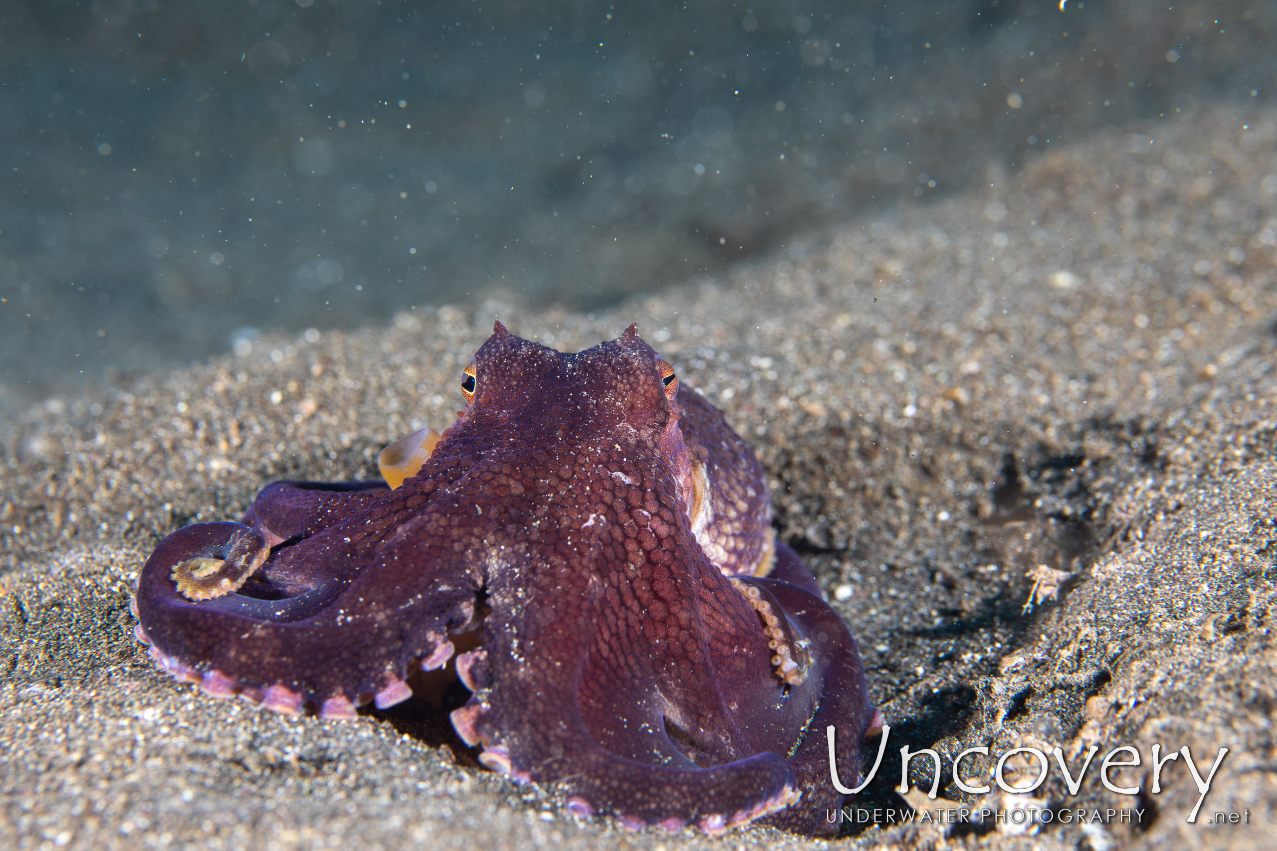 Coconut Octopus (amphioctopus Marginatus), photo taken in Indonesia, North Sulawesi, Lembeh Strait, Rojos