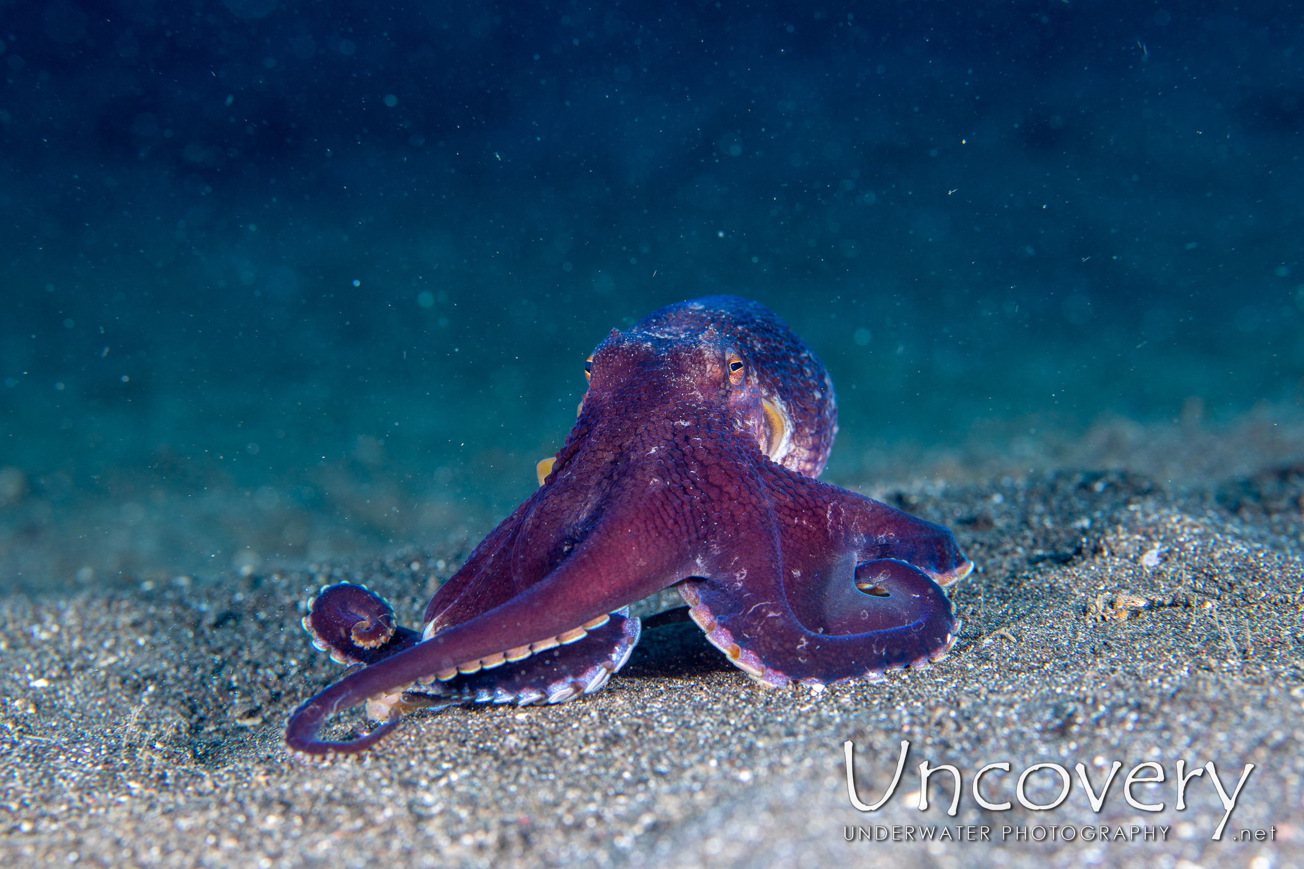 Coconut Octopus (amphioctopus Marginatus), photo taken in Indonesia, North Sulawesi, Lembeh Strait, Rojos