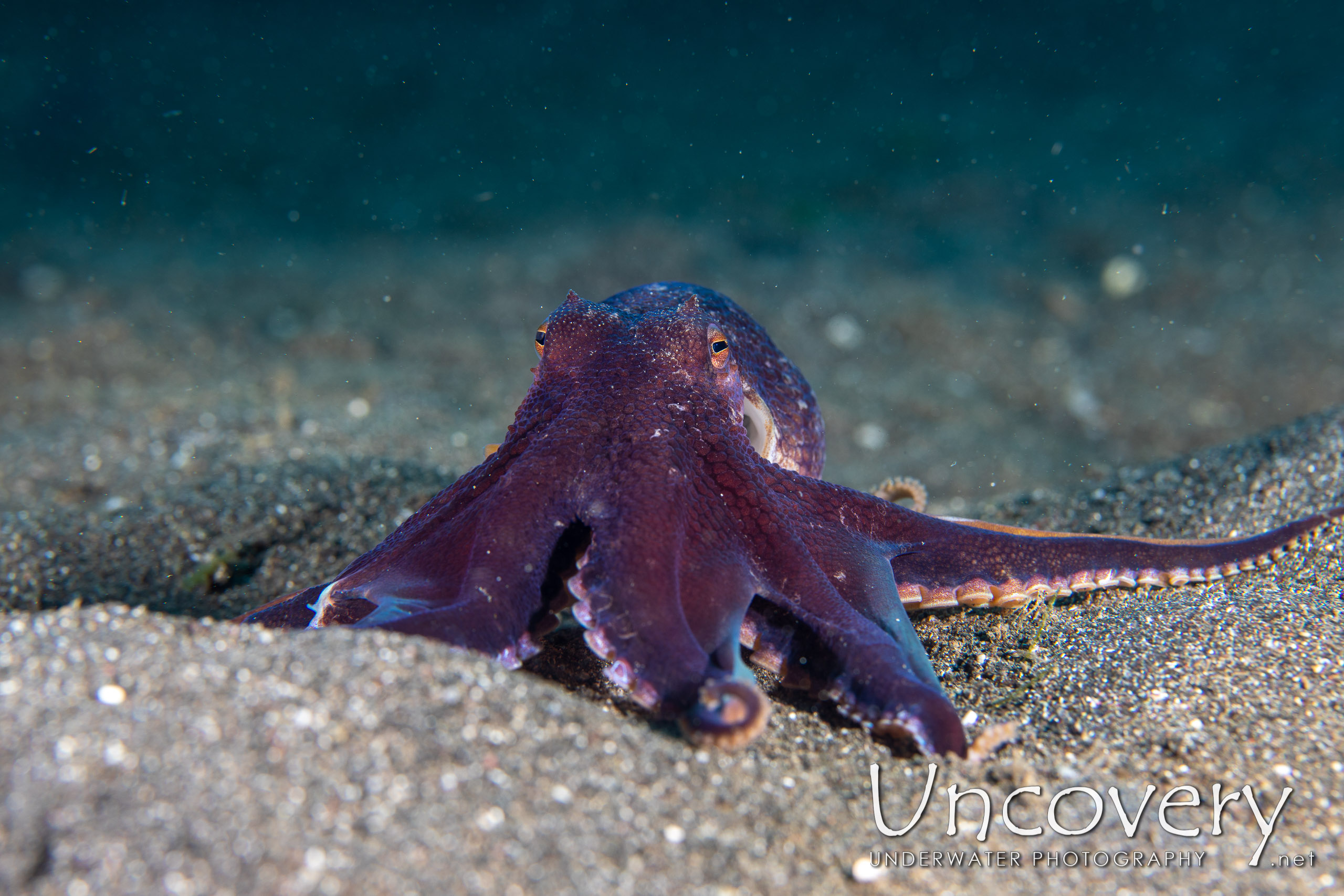 Coconut Octopus (amphioctopus Marginatus), photo taken in Indonesia, North Sulawesi, Lembeh Strait, Rojos