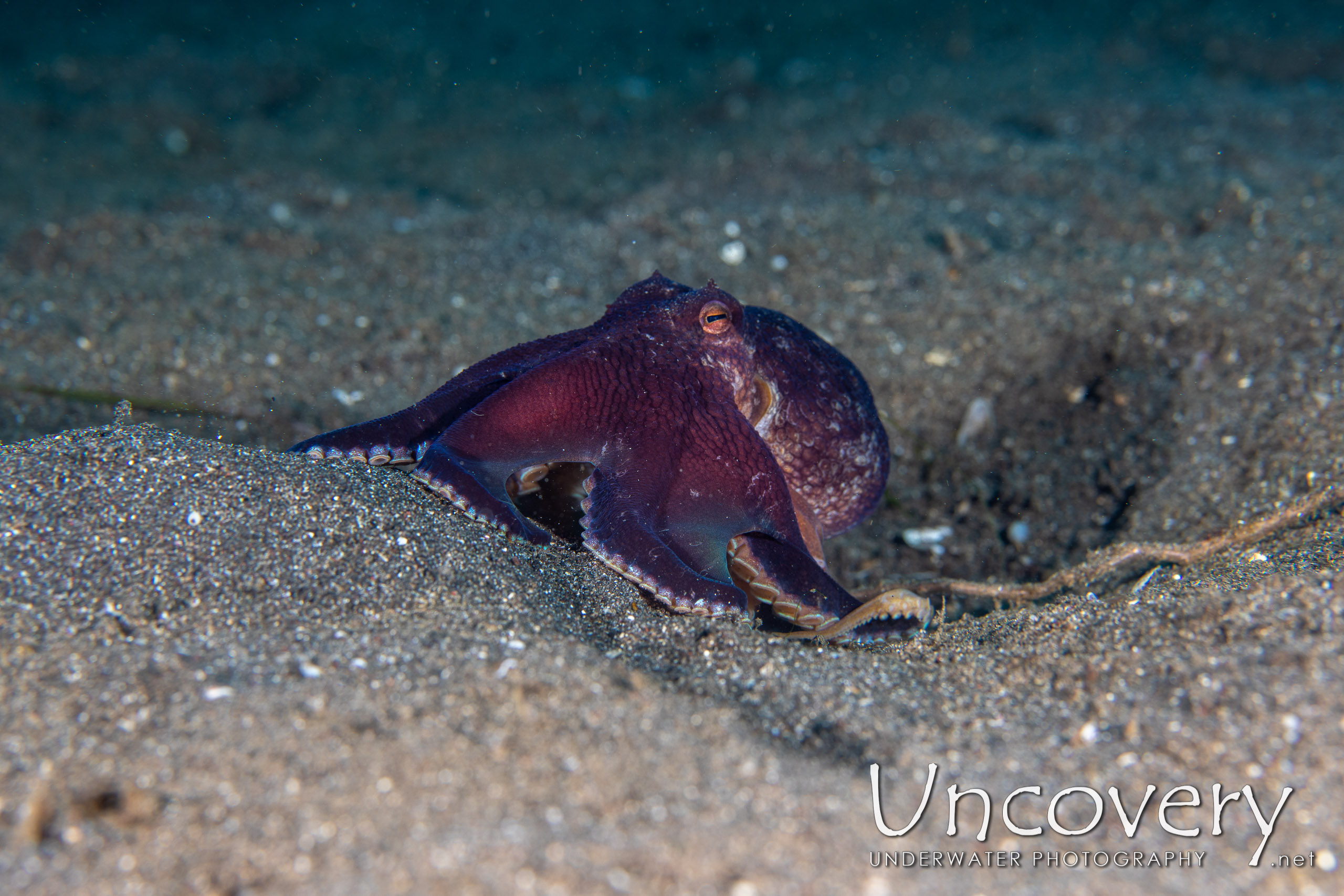 Coconut Octopus (amphioctopus Marginatus), photo taken in Indonesia, North Sulawesi, Lembeh Strait, Rojos