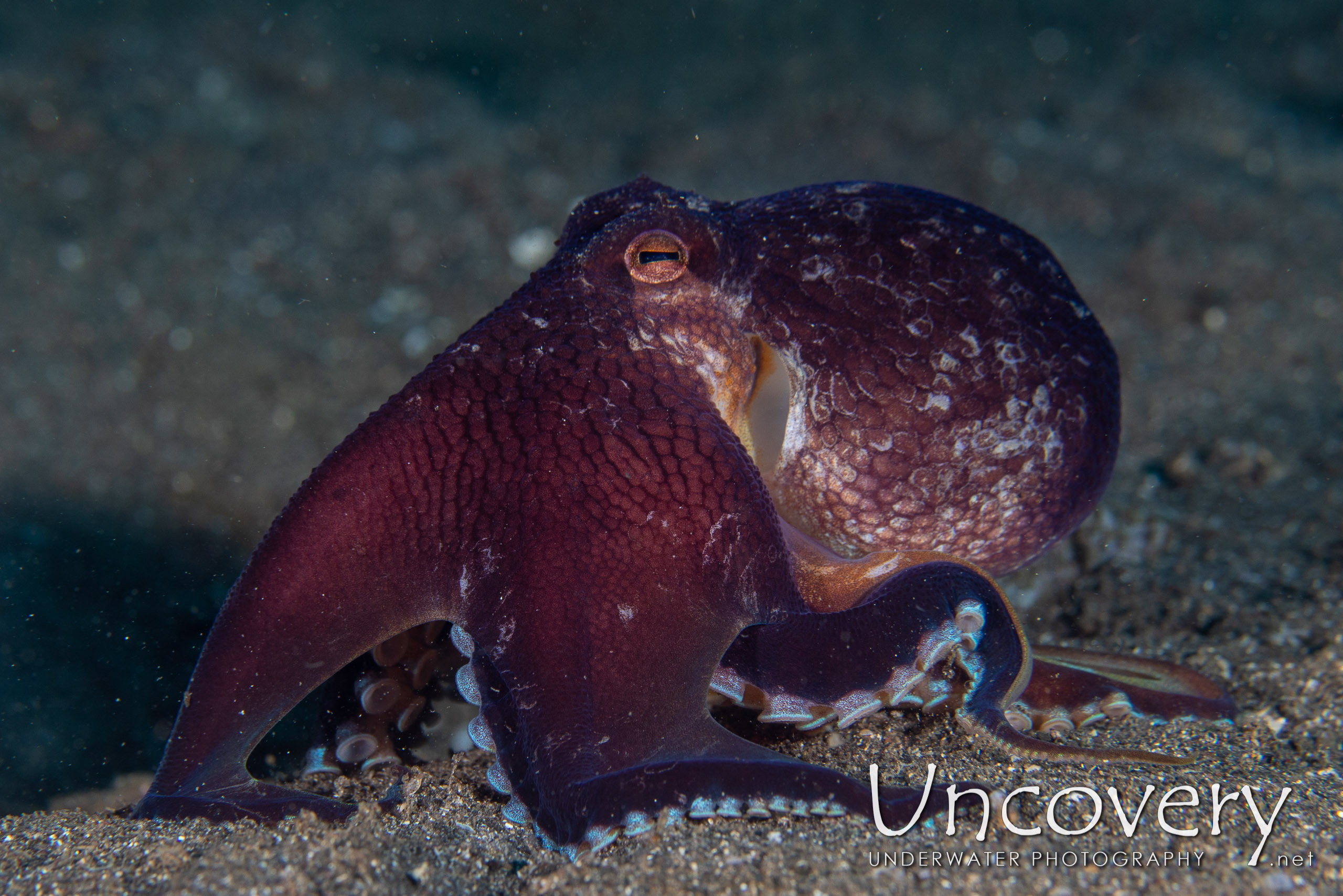 Coconut Octopus (amphioctopus Marginatus), photo taken in Indonesia, North Sulawesi, Lembeh Strait, Rojos