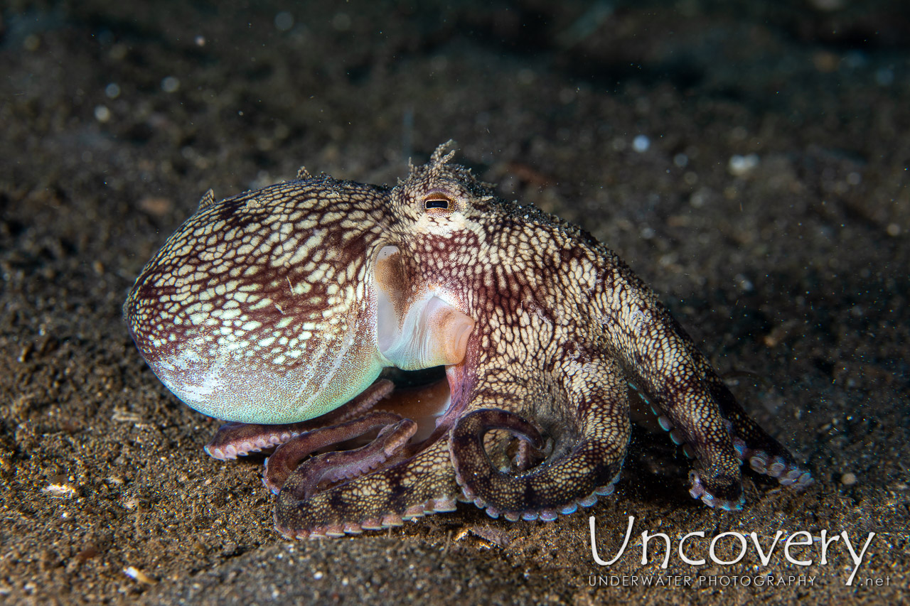 Coconut Octopus (amphioctopus Marginatus) shot in Indonesia|North Sulawesi|Lembeh Strait|Rojos