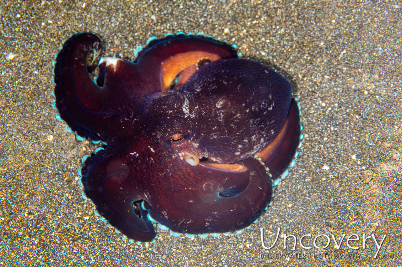 Coconut Octopus (amphioctopus Marginatus) shot in Indonesia|North Sulawesi|Lembeh Strait|Rojos