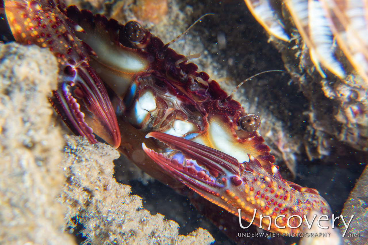 Ridged Swimming Crab (charybdis Natator) shot in Indonesia|North Sulawesi|Lembeh Strait|Rojos