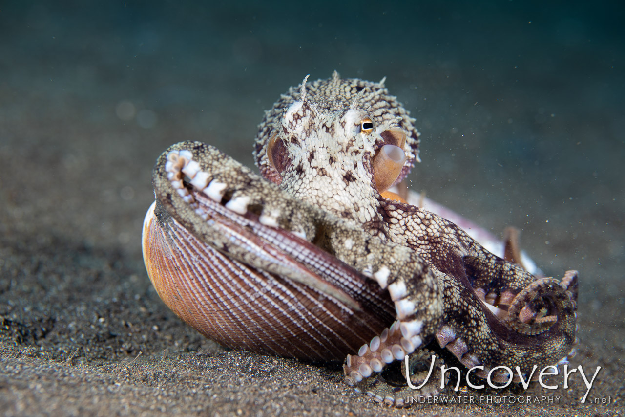 Coconut Octopus (amphioctopus Marginatus), photo taken in Indonesia, North Sulawesi, Lembeh Strait, Rojos
