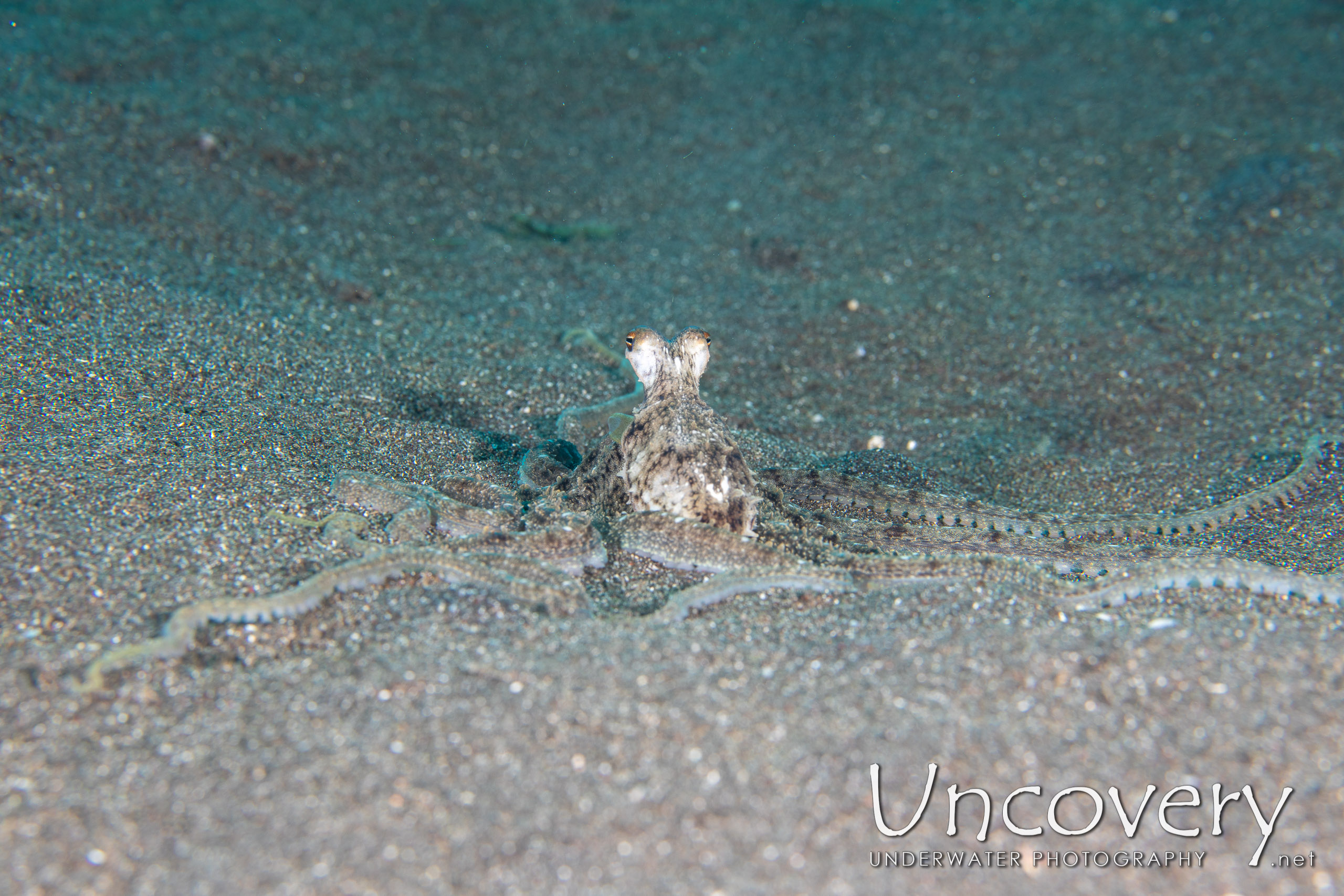 Long Arm Octopus (abdopus Sp.), photo taken in Indonesia, North Sulawesi, Lembeh Strait, Rojos