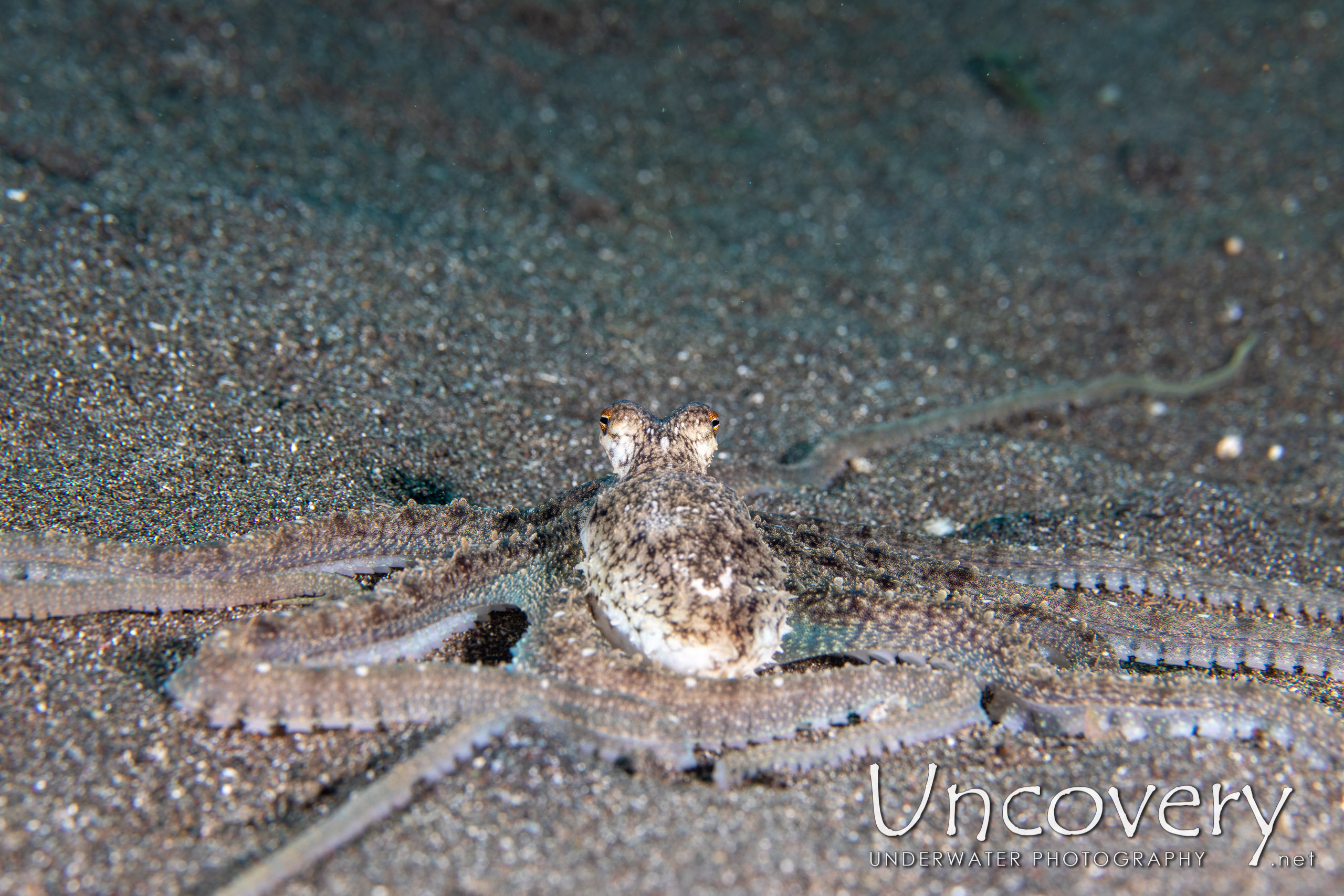 Long Arm Octopus (abdopus Sp.), photo taken in Indonesia, North Sulawesi, Lembeh Strait, Rojos