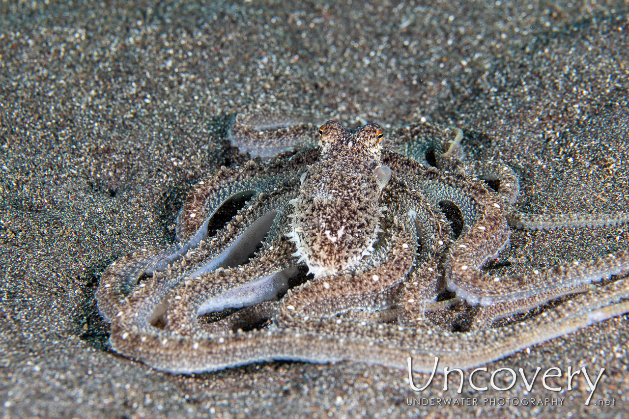 Long Arm Octopus (abdopus Sp.), photo taken in Indonesia, North Sulawesi, Lembeh Strait, Rojos